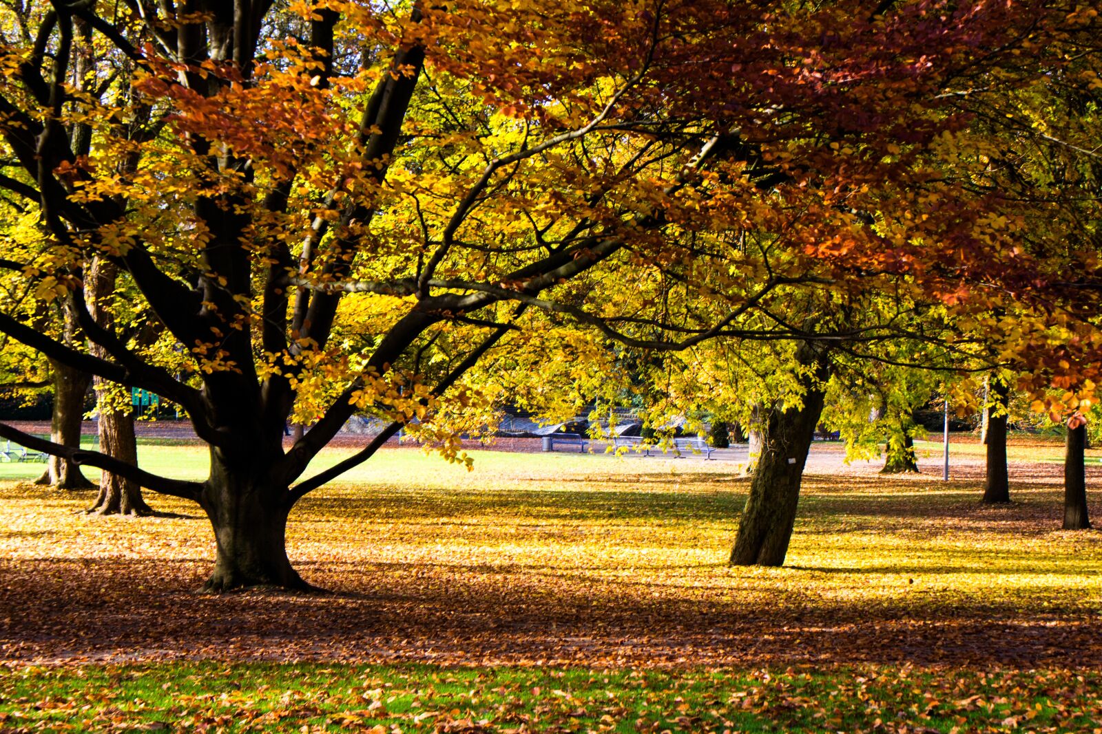 Canon EOS 600D (Rebel EOS T3i / EOS Kiss X5) sample photo. Autumn, color, colorful leaves photography