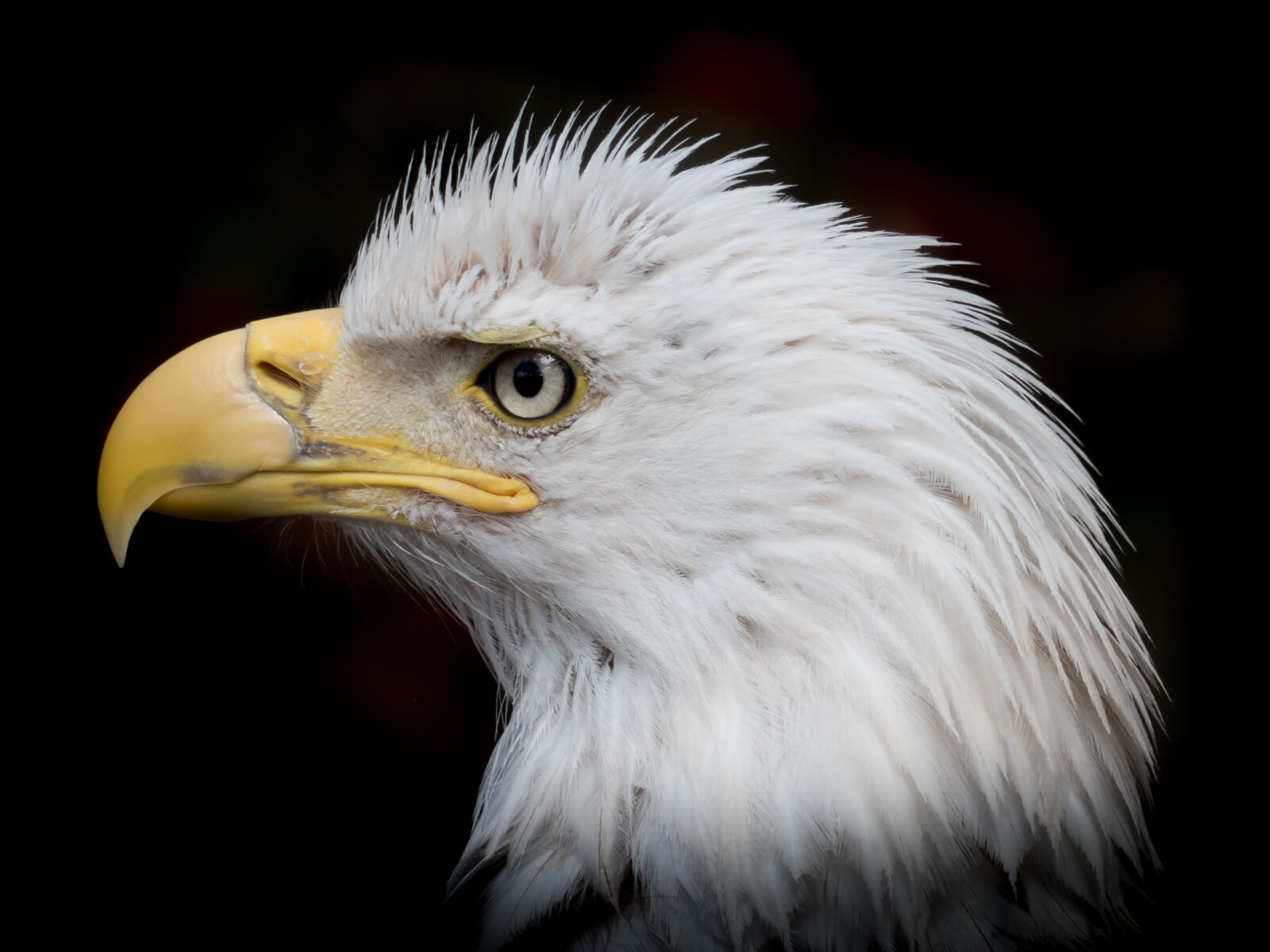 Panasonic Lumix DMC-FZ300 sample photo. Portrait, white tailed eagle photography