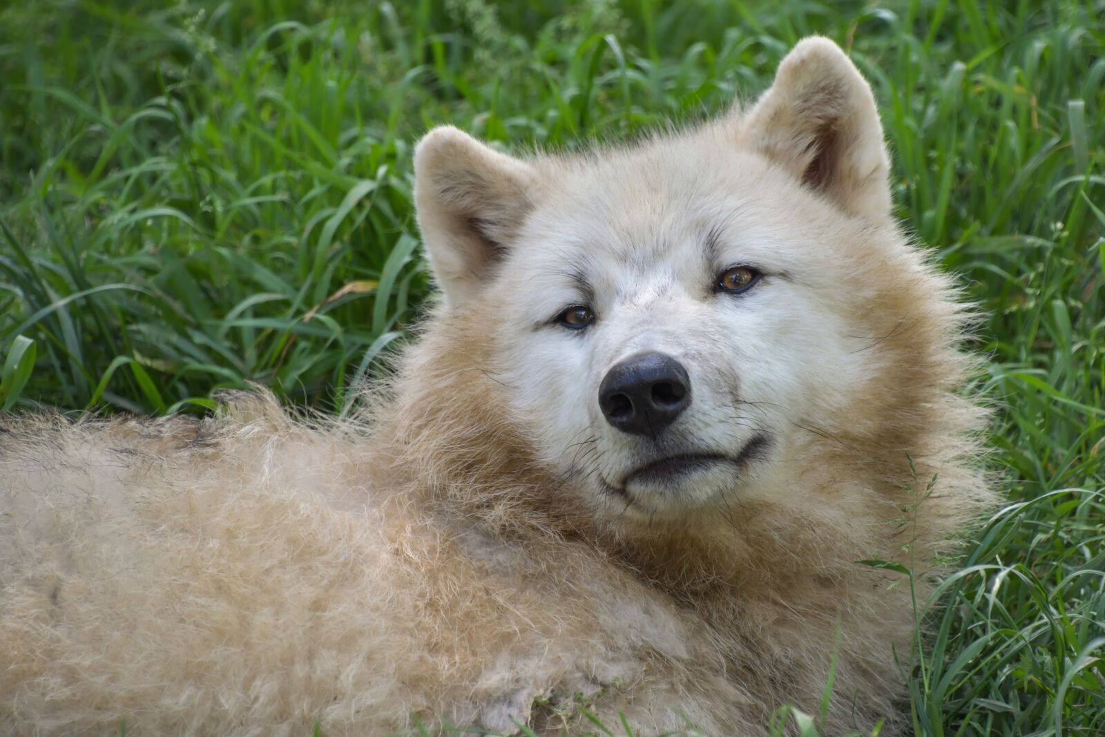 Nikon D500 sample photo. Wolf, portrait, grass photography