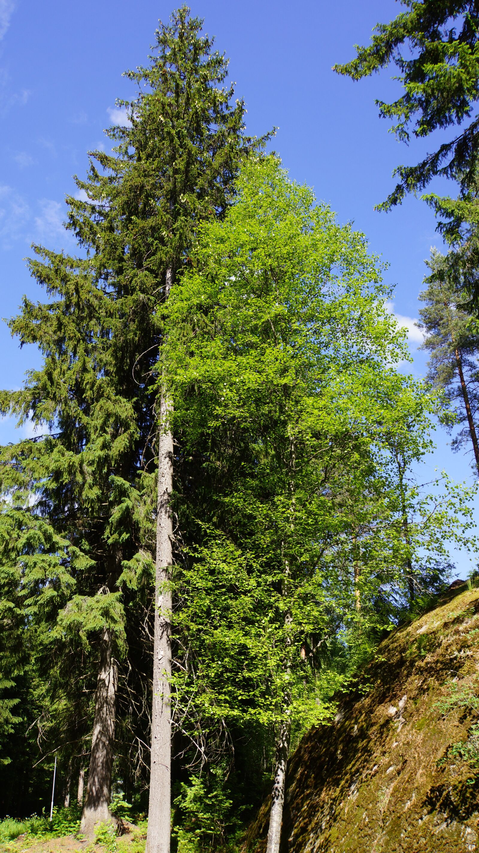 Sony Alpha NEX-7 + Sony E 18-200mm F3.5-6.3 OSS sample photo. Finnish, summer, forest photography