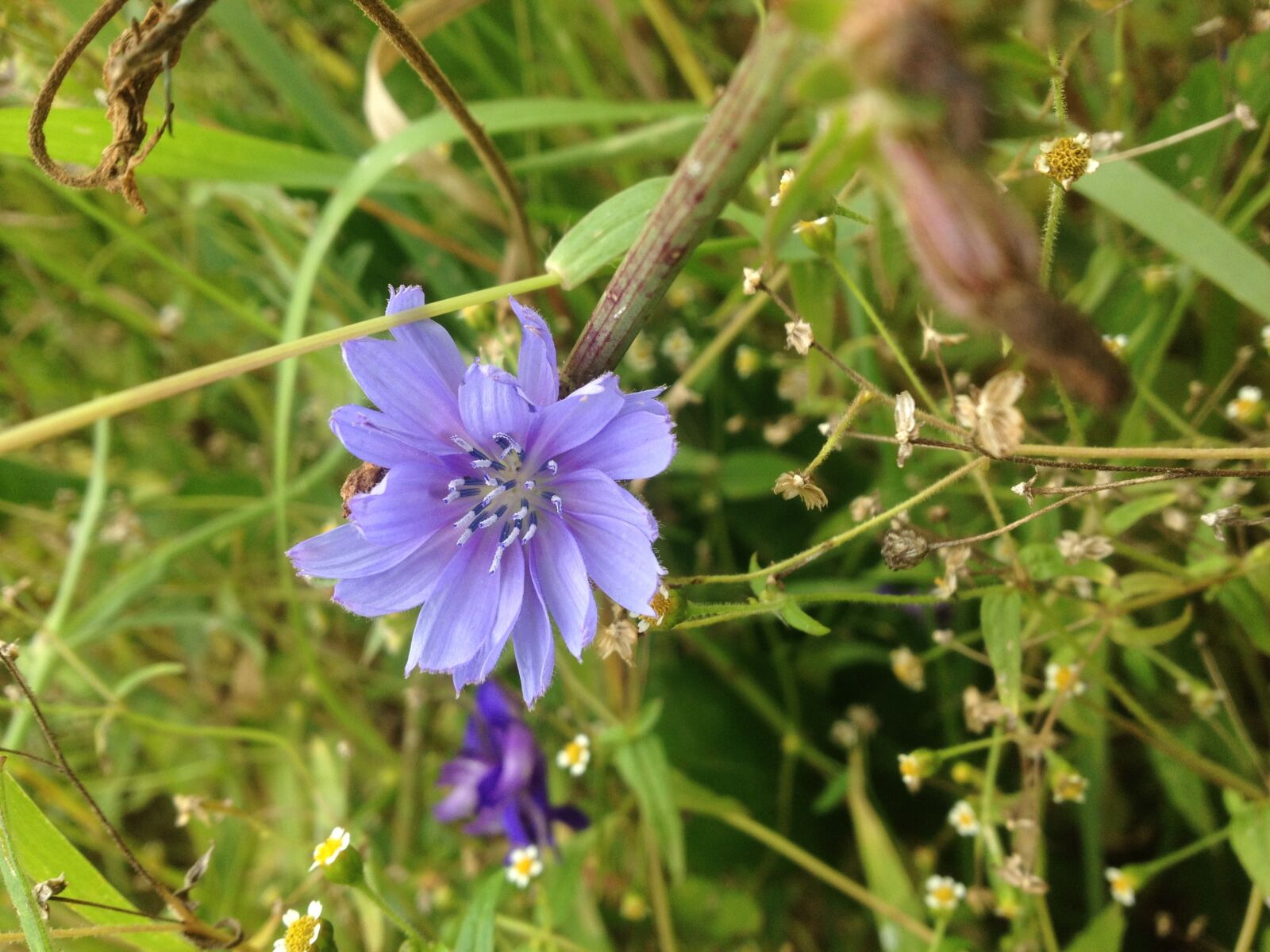 iPhone 4S back camera 4.28mm f/2.4 sample photo. Flower, chicory, flowers of photography