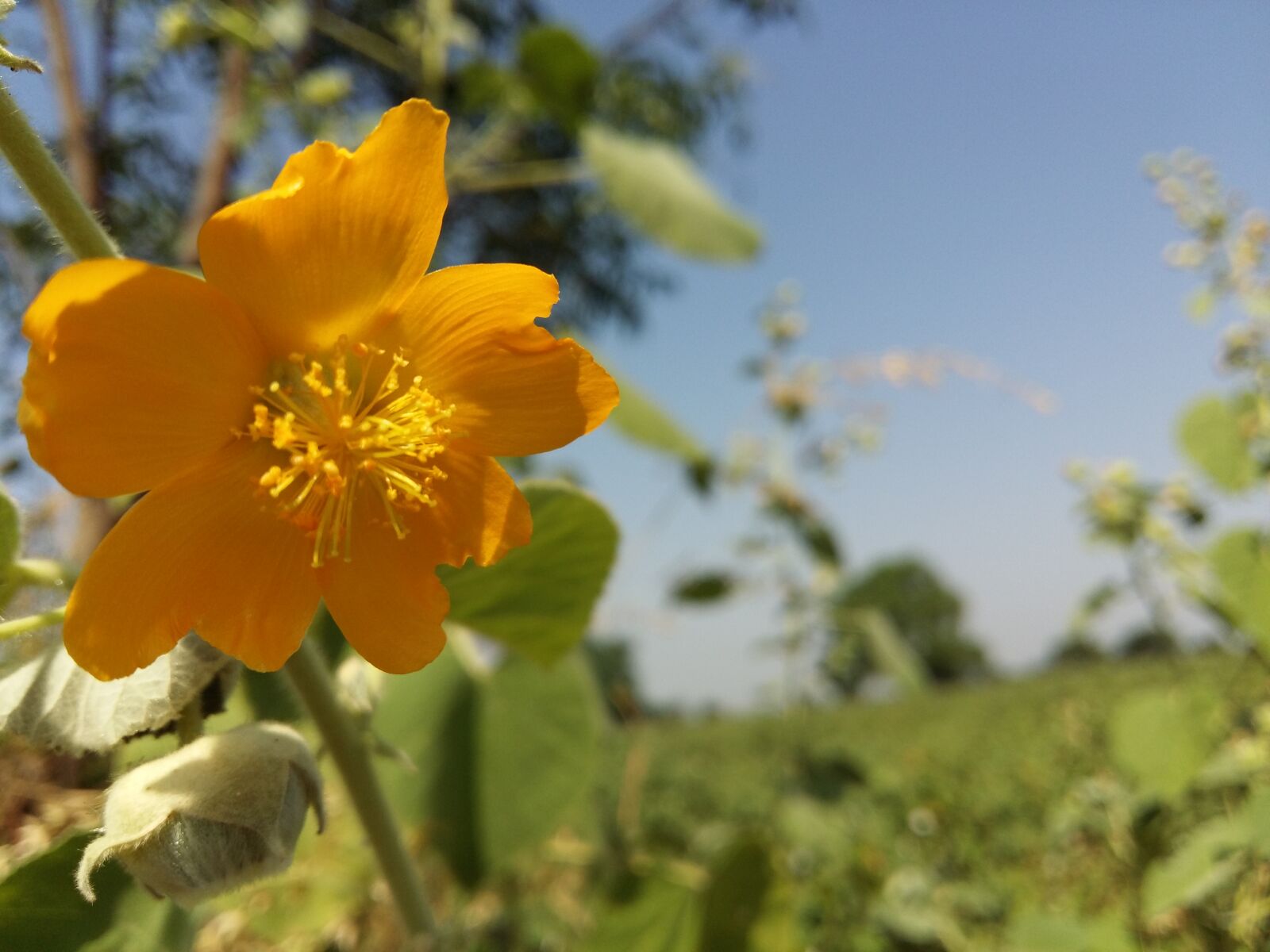 Samsung Galaxy A5 sample photo. Beautiful, flowers, farm, natural photography