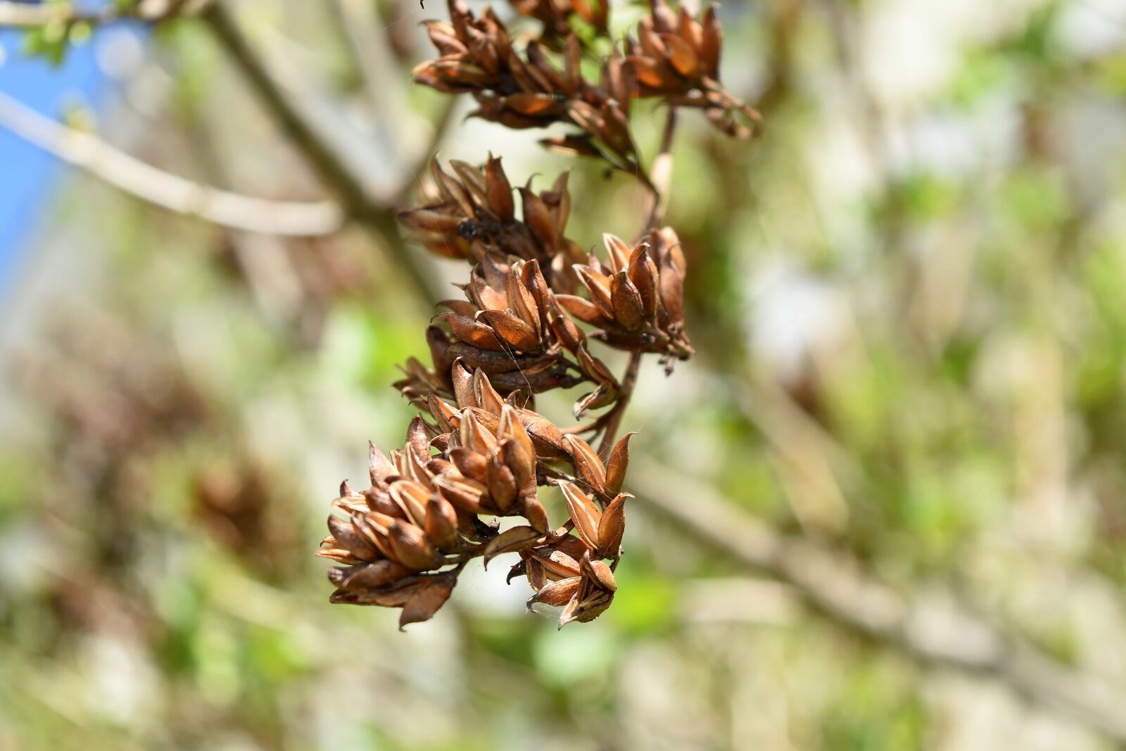 Nikon D5500 sample photo. Herb, nature, leaf, outdoors photography
