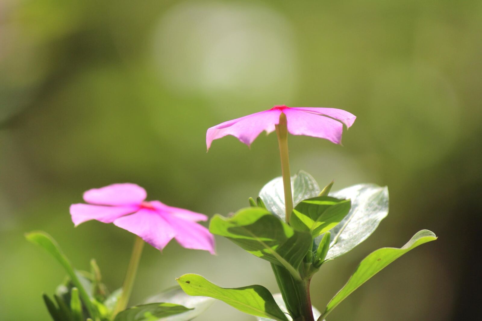 Canon EOS 600D (Rebel EOS T3i / EOS Kiss X5) sample photo. Pink, flowers, petal, plant photography