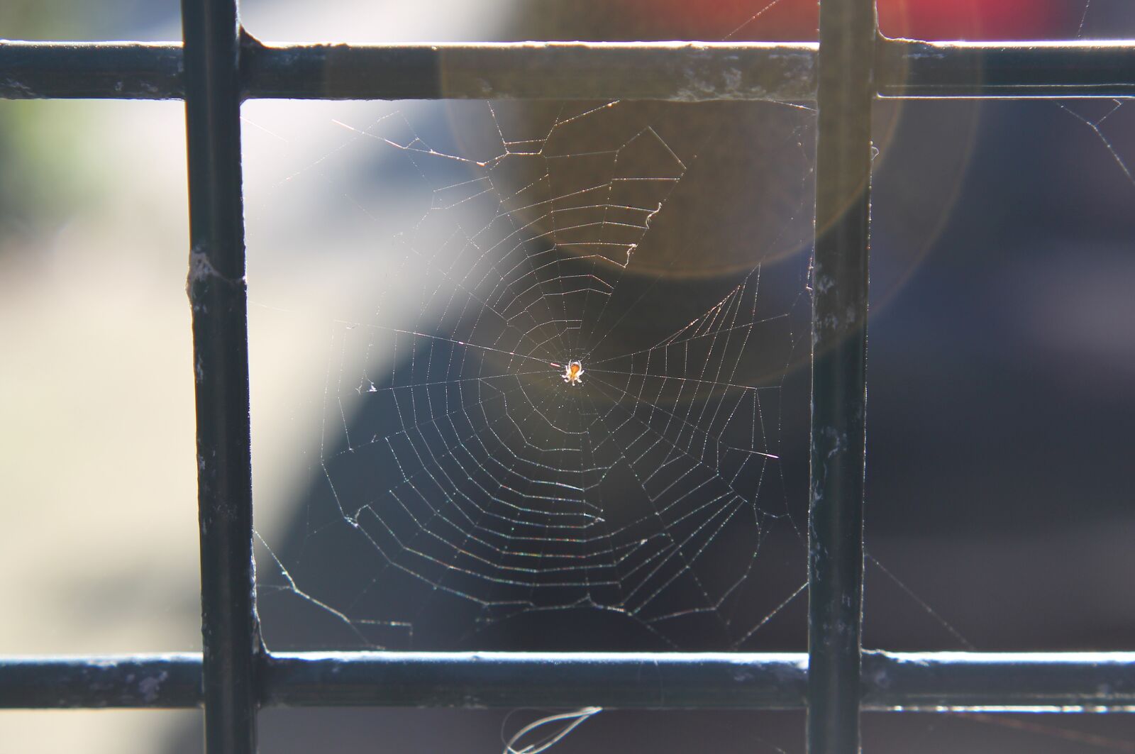 Canon EOS 1100D (EOS Rebel T3 / EOS Kiss X50) sample photo. Spider, web, cobweb photography