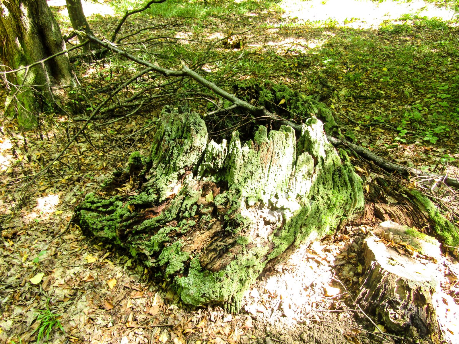 Canon PowerShot SX410 IS sample photo. Nature, moss, vegetation photography