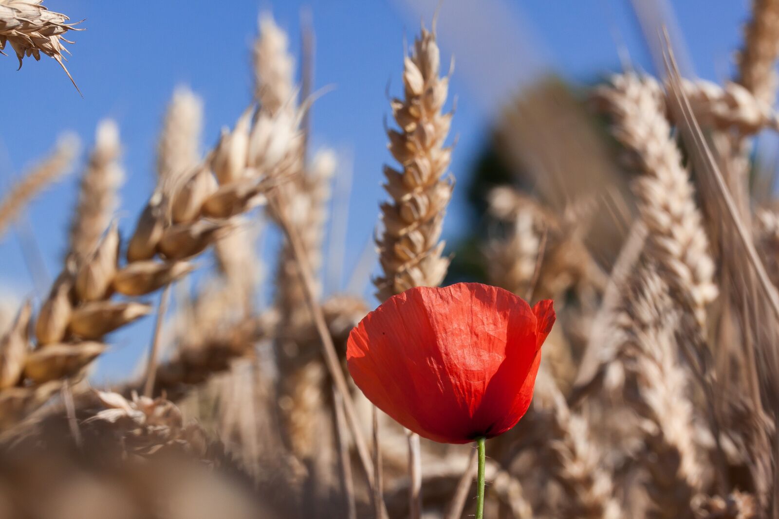 Canon EOS 50D sample photo. Poppy, papaver, sand poppy photography