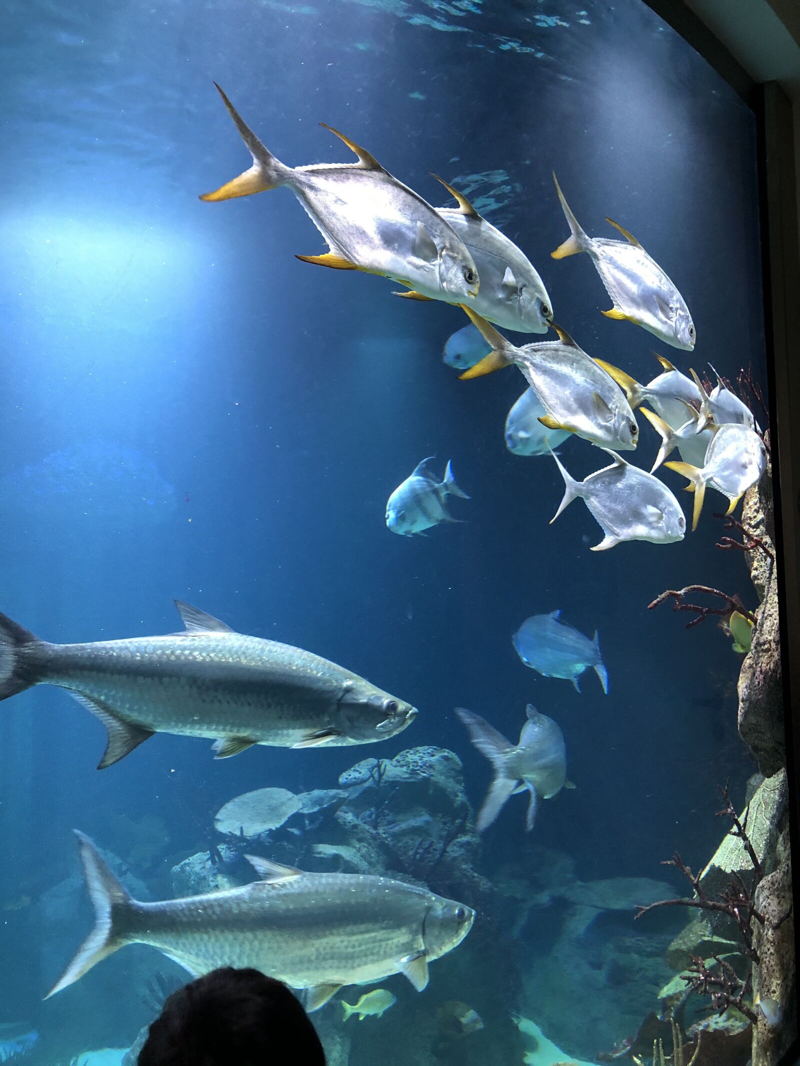 Apple iPhone 8 sample photo. Fishes, aquarium, blue photography