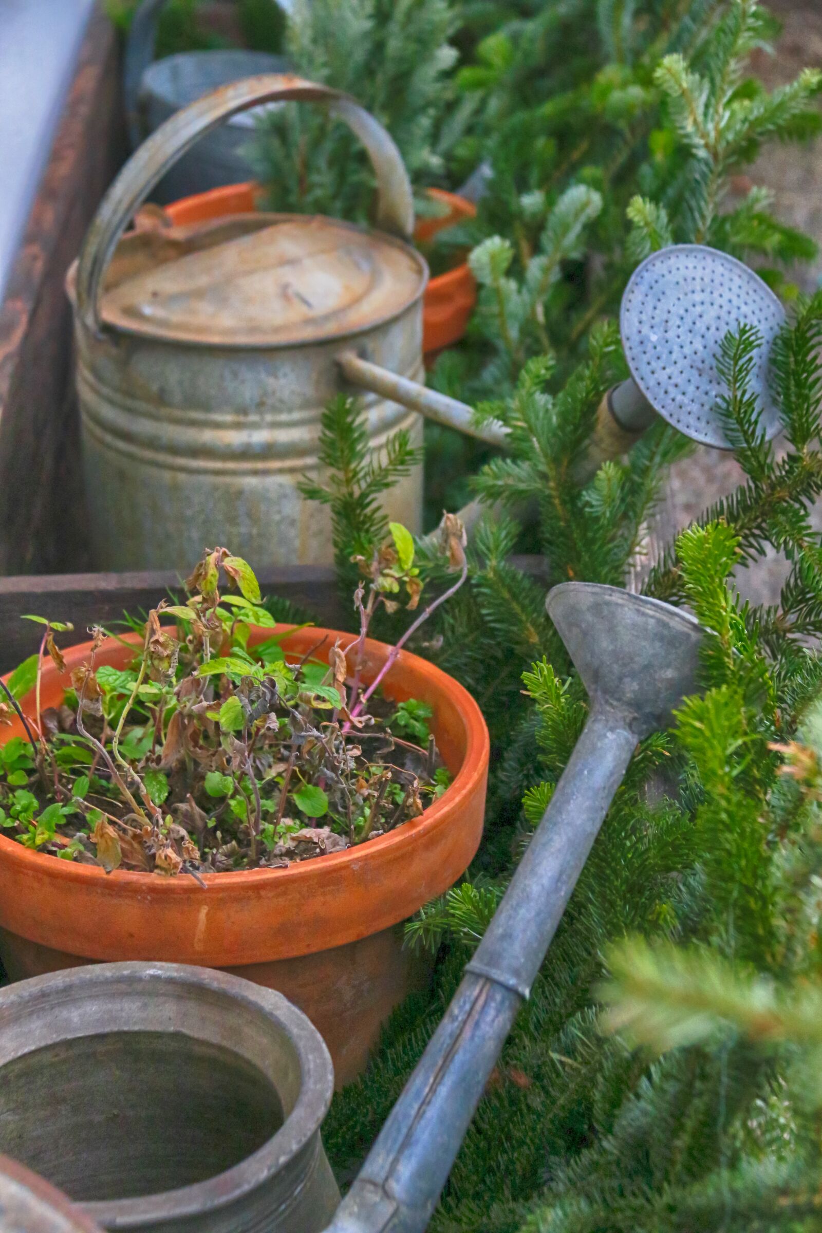 Canon EOS 70D sample photo. Duo, watering can, symbol photography