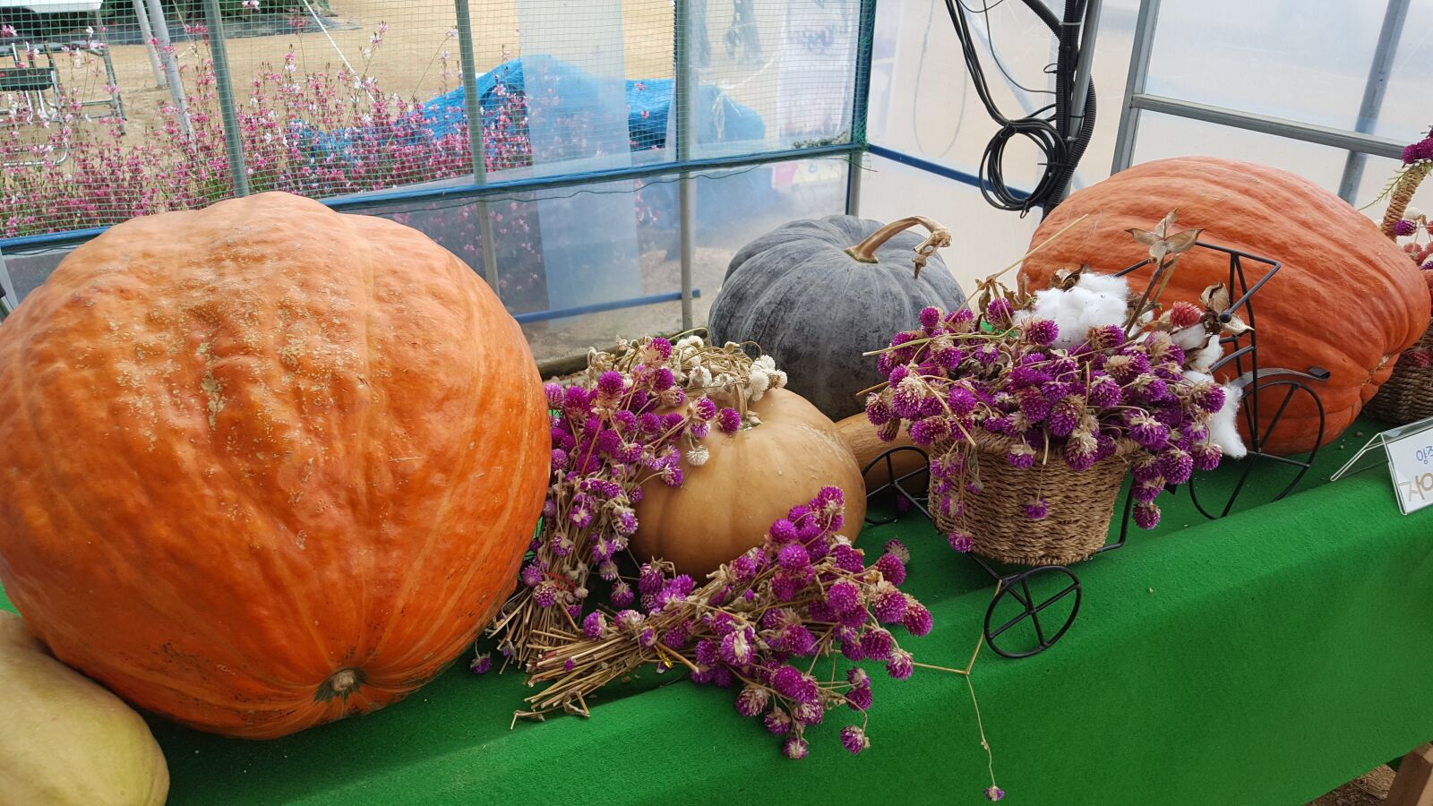 Samsung GALAXY S6 edge sample photo. Super pumpkin, pumpkin, food photography