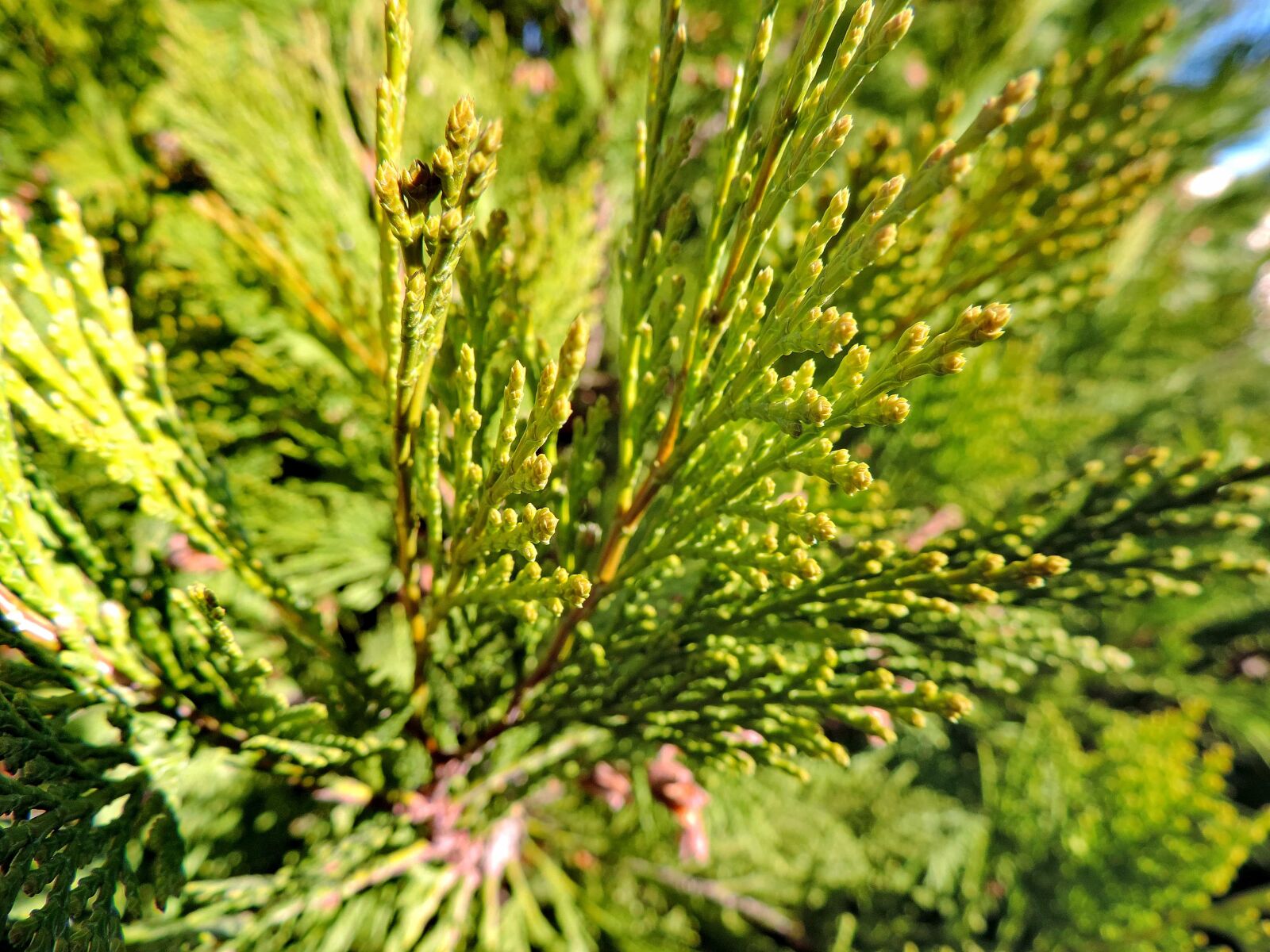 Nikon Coolpix P520 sample photo. Evergreen, nature, plant, tree photography