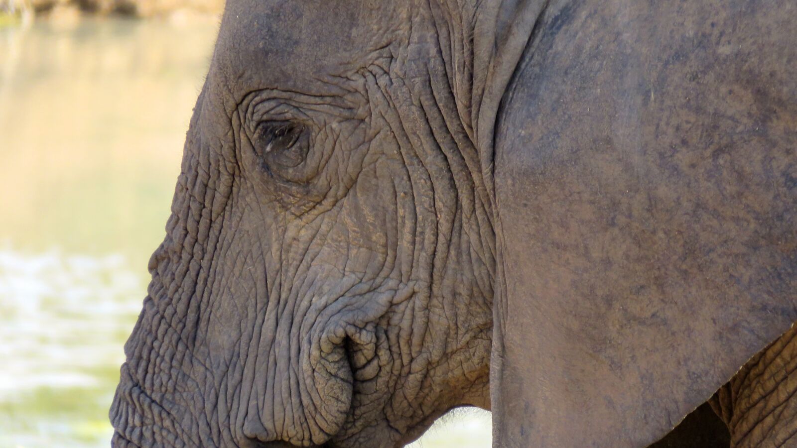 Canon PowerShot SX60 HS sample photo. Elephant, nature, wildlife photography
