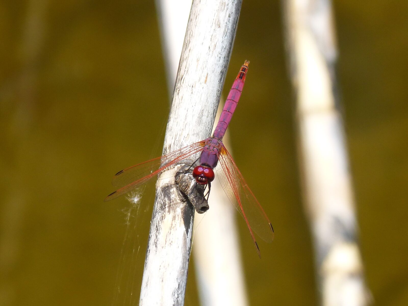 Panasonic DMC-FZ62 sample photo. Dragonfly, cañas, raft photography