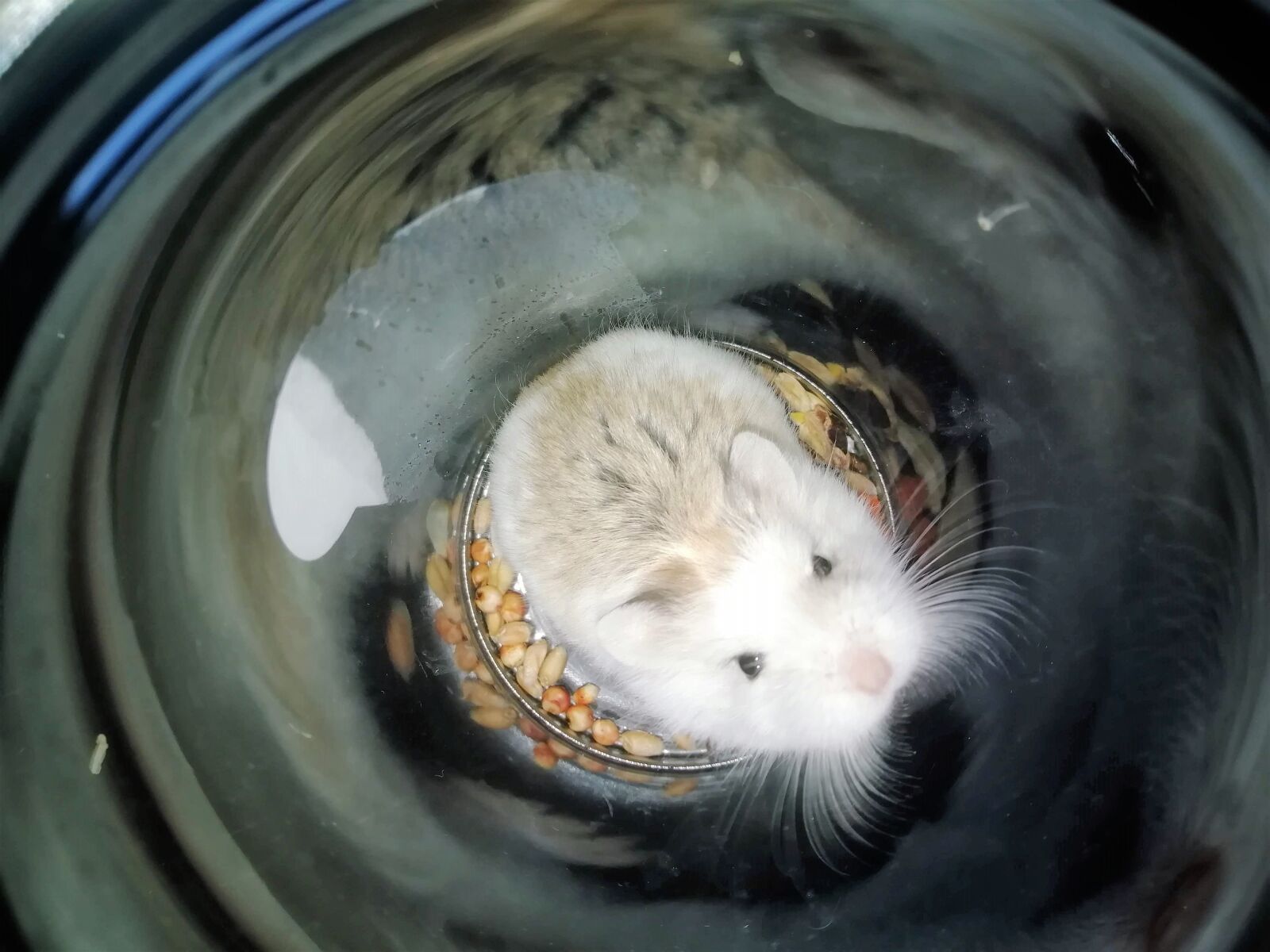 HUAWEI FIG-LX1 sample photo. Mouse, hamster, pet photography