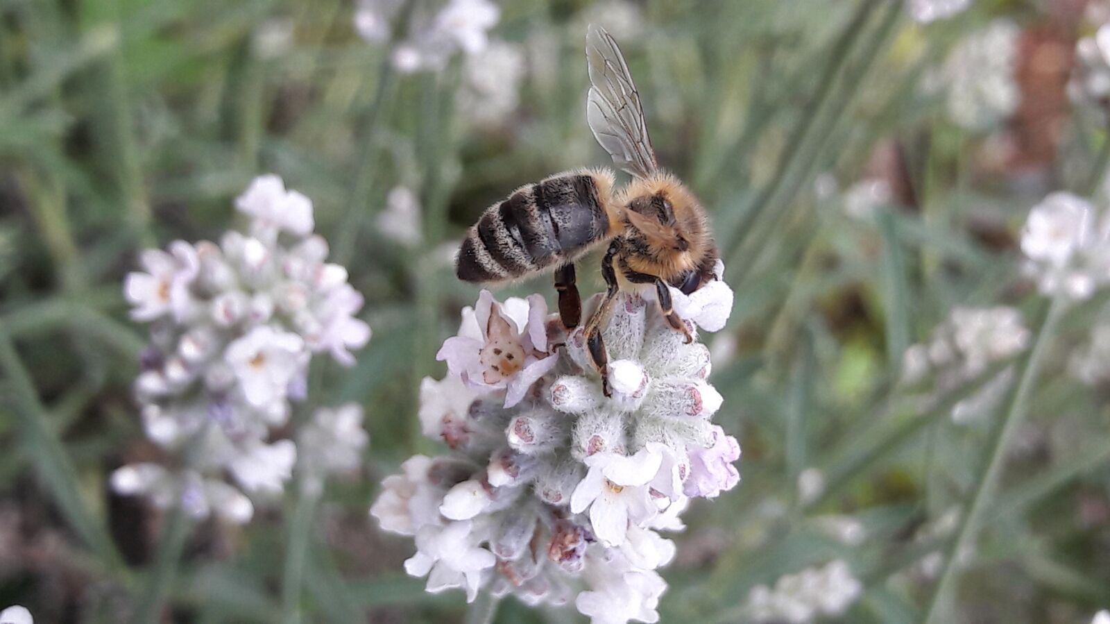 Samsung Galaxy A5(2016) sample photo. Bee, honey bee, lavender photography