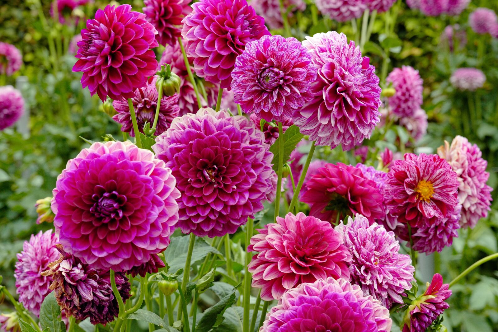 Vario-Elmar TL 1:3.5-5.6 / 18-56 ASPH. sample photo. Dahlia, flower, dahlia garden photography