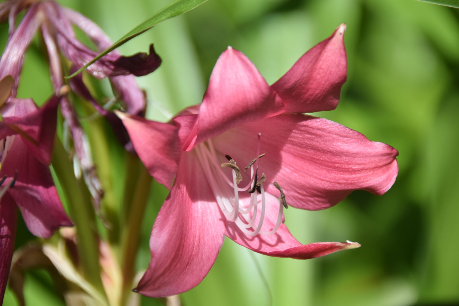 Nikon D5300 sample photo. Cor, de, rosa, flor photography