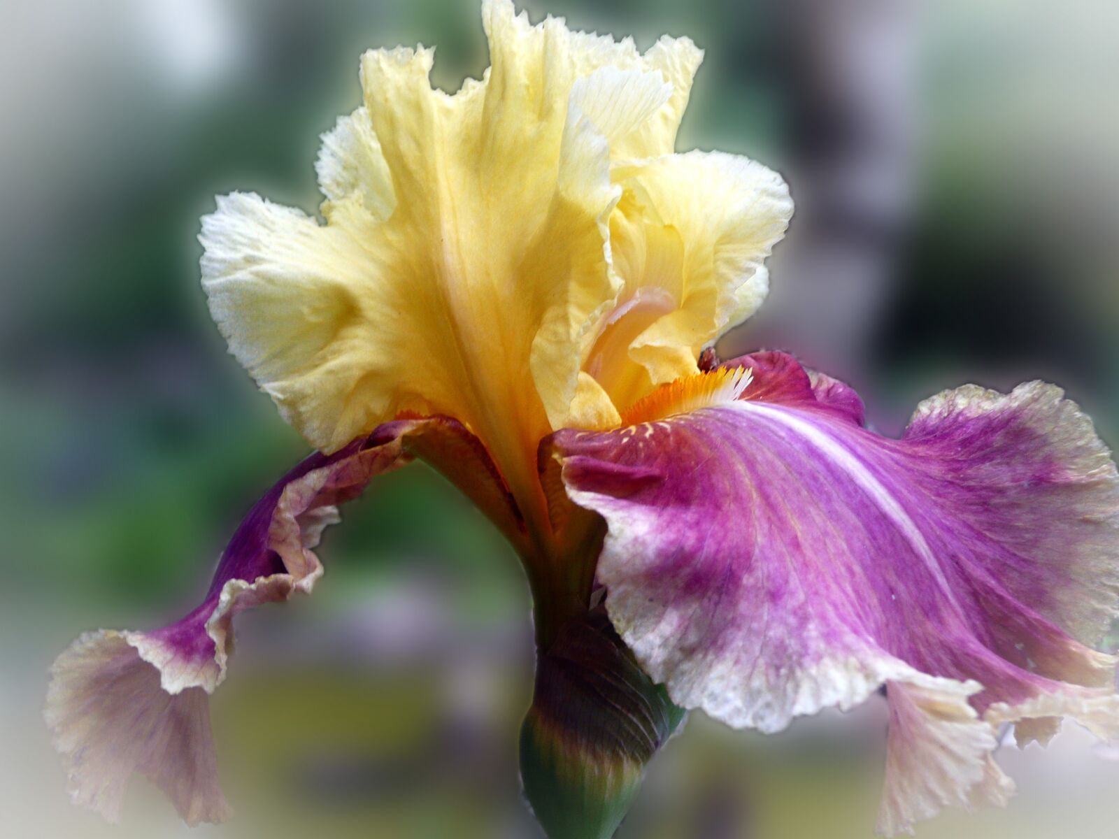 Panasonic DMC-TZ3 sample photo. Iris flower, purple yellow photography