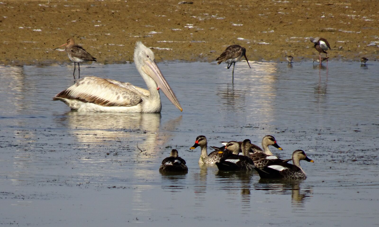 Sony Cyber-shot DSC-HX90V sample photo. Pelican, bird, duck photography
