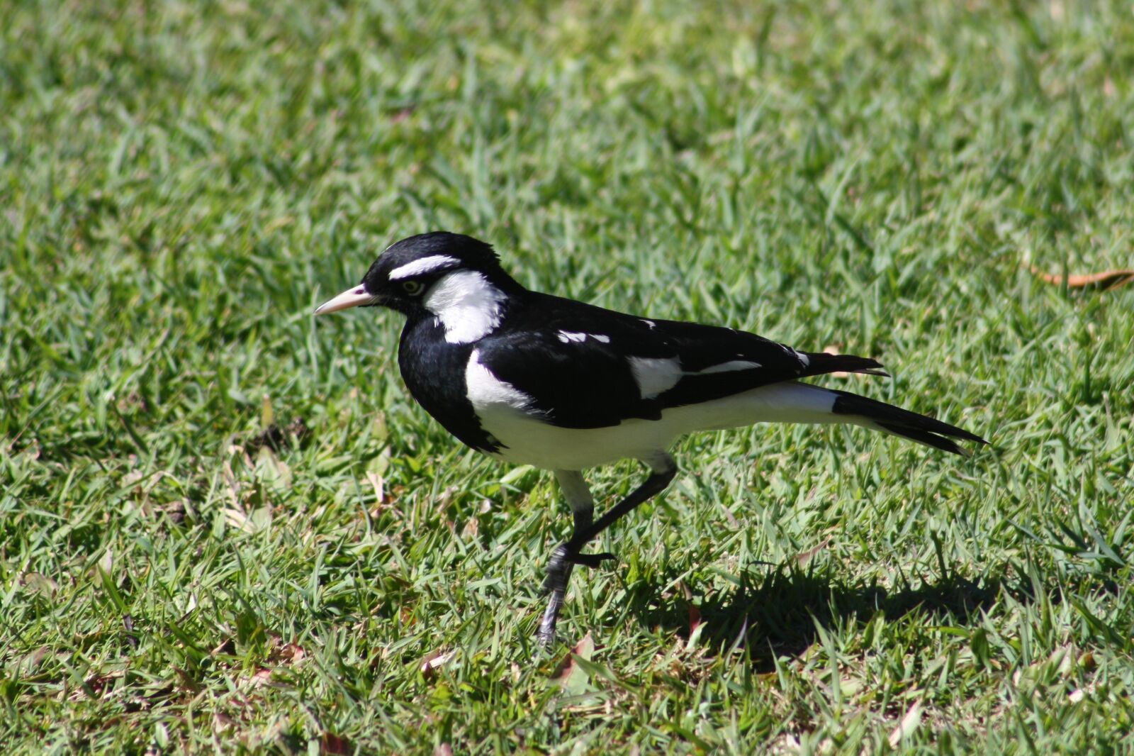 Canon EOS 1000D (EOS Digital Rebel XS / EOS Kiss F) sample photo. Magpie lark, bird, pied photography