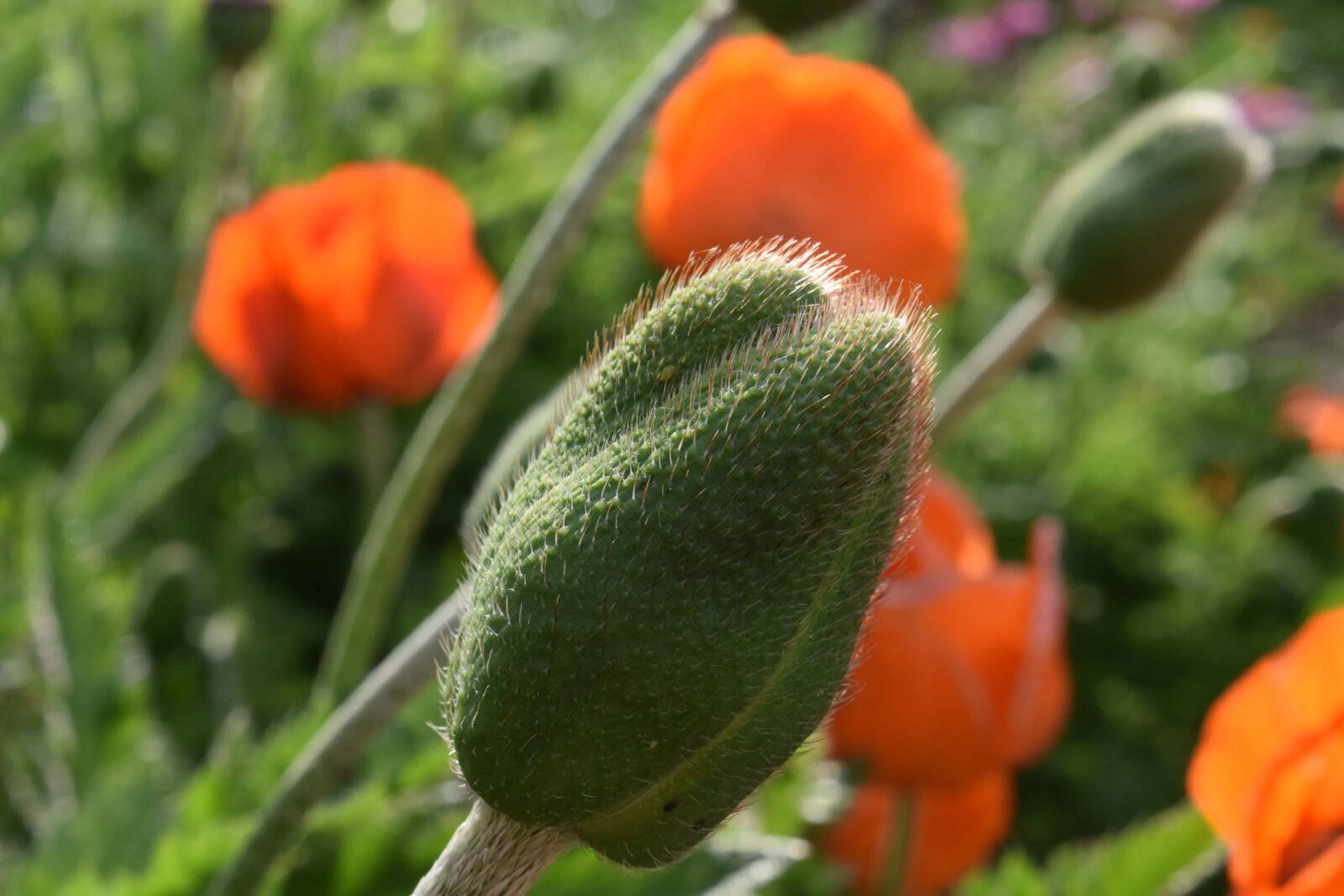 Nikon D3300 sample photo. Garden, flora, leaf, nature photography