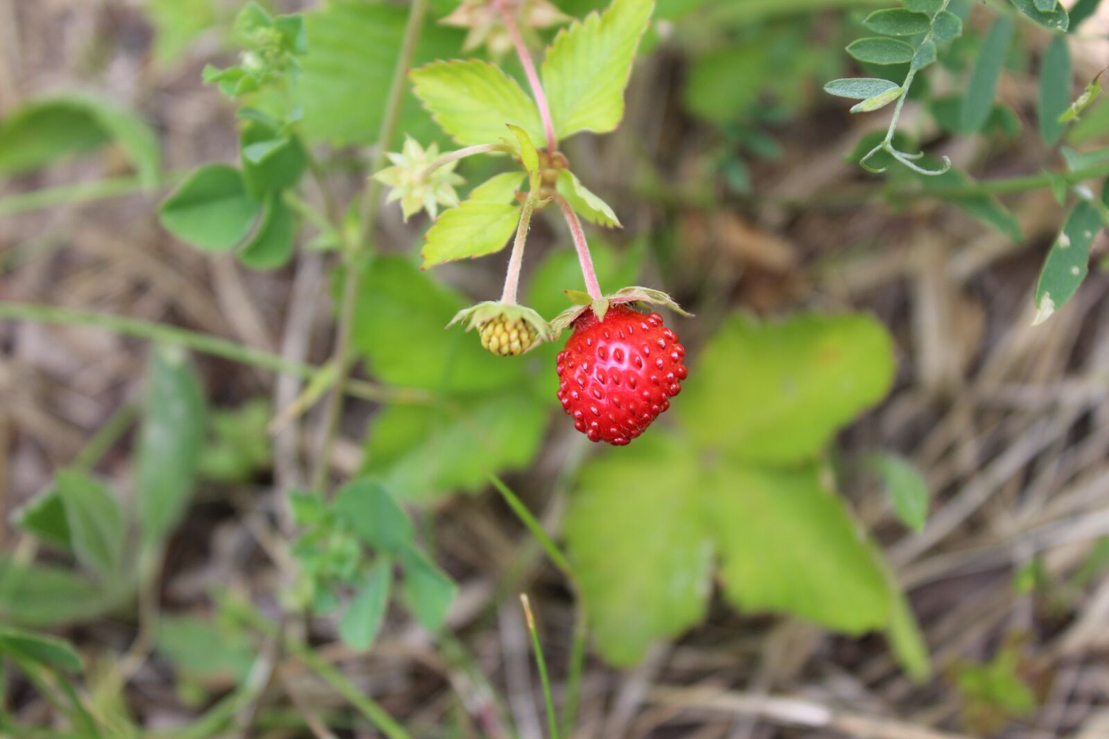 Canon EOS 1200D (EOS Rebel T5 / EOS Kiss X70 / EOS Hi) sample photo. Fragaria vesca, fruit, bush photography