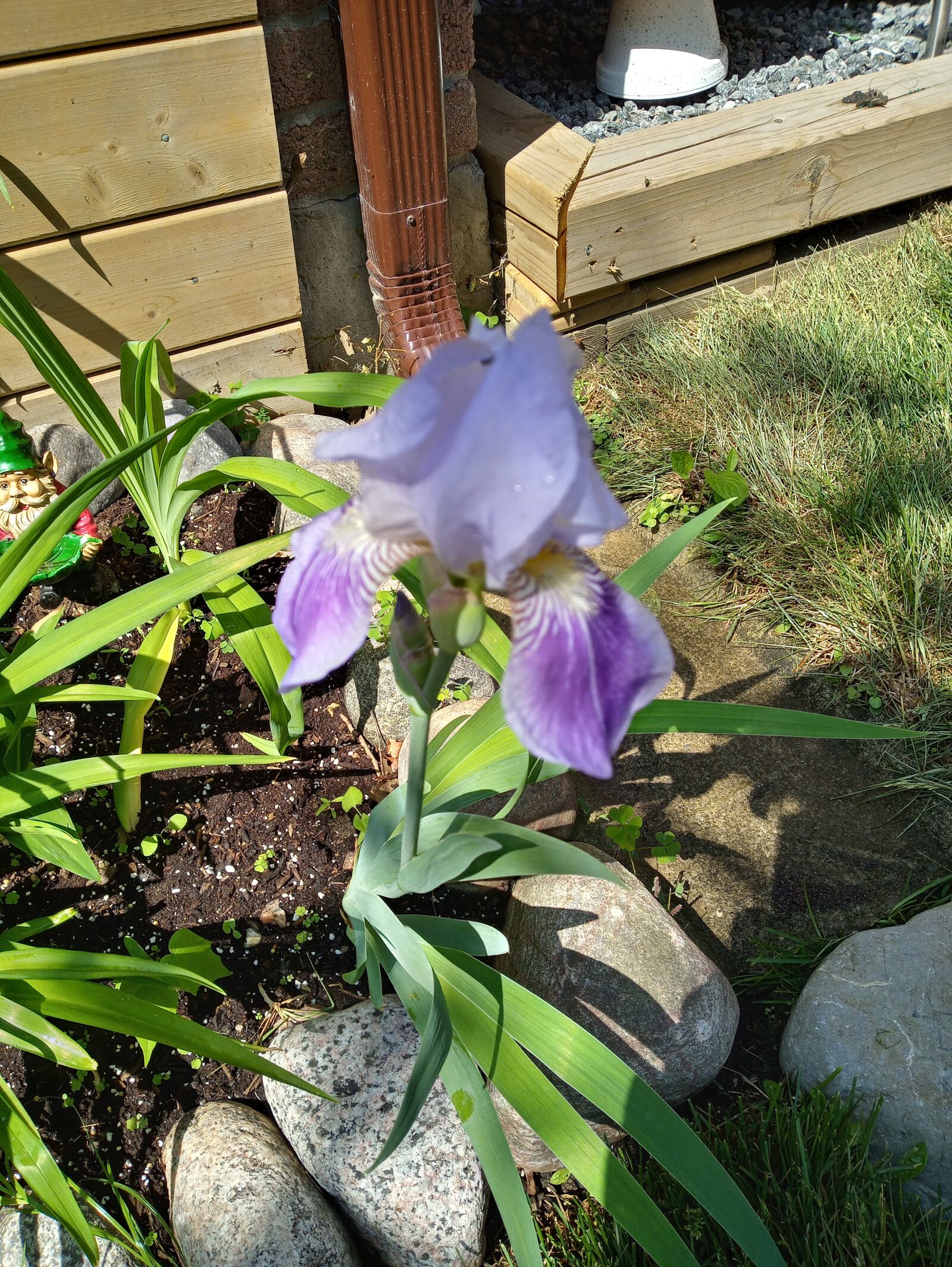 LG LM-X525 sample photo. Iris, garden, bloom photography