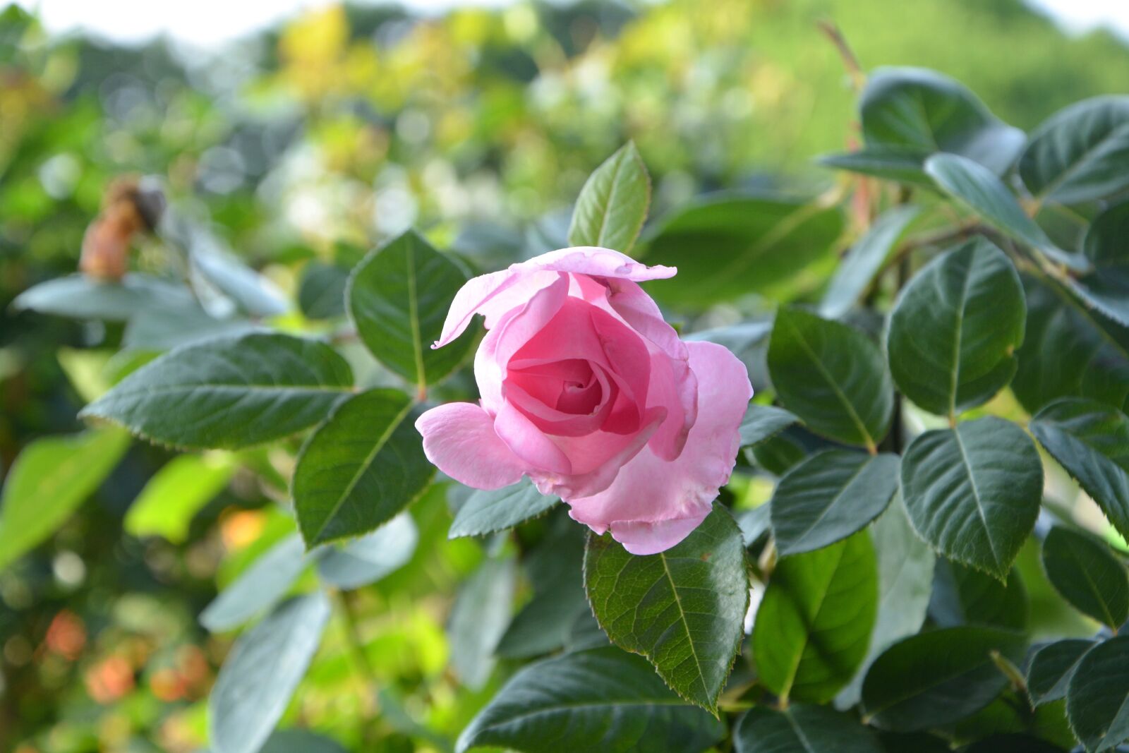 Nikon D5200 sample photo. Pink, offer, event photography