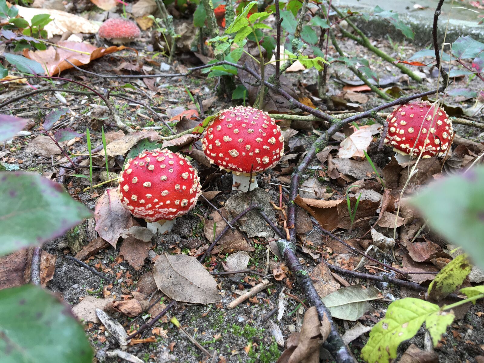 iPhone 6s back camera 4.15mm f/2.2 sample photo. Autumn, mushrooms photography