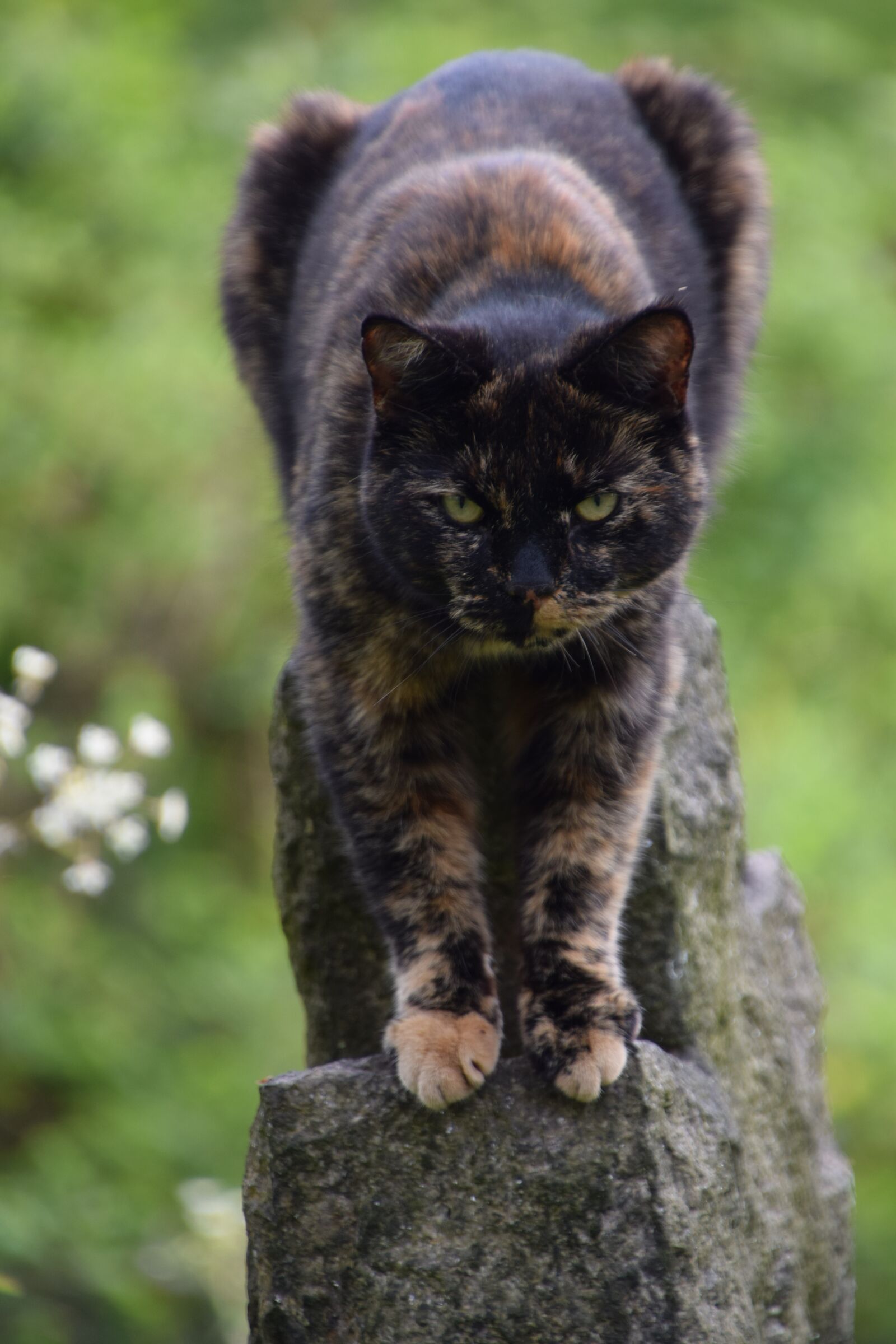 Nikon D3300 sample photo. Tortoiseshell cat, animal, cat photography