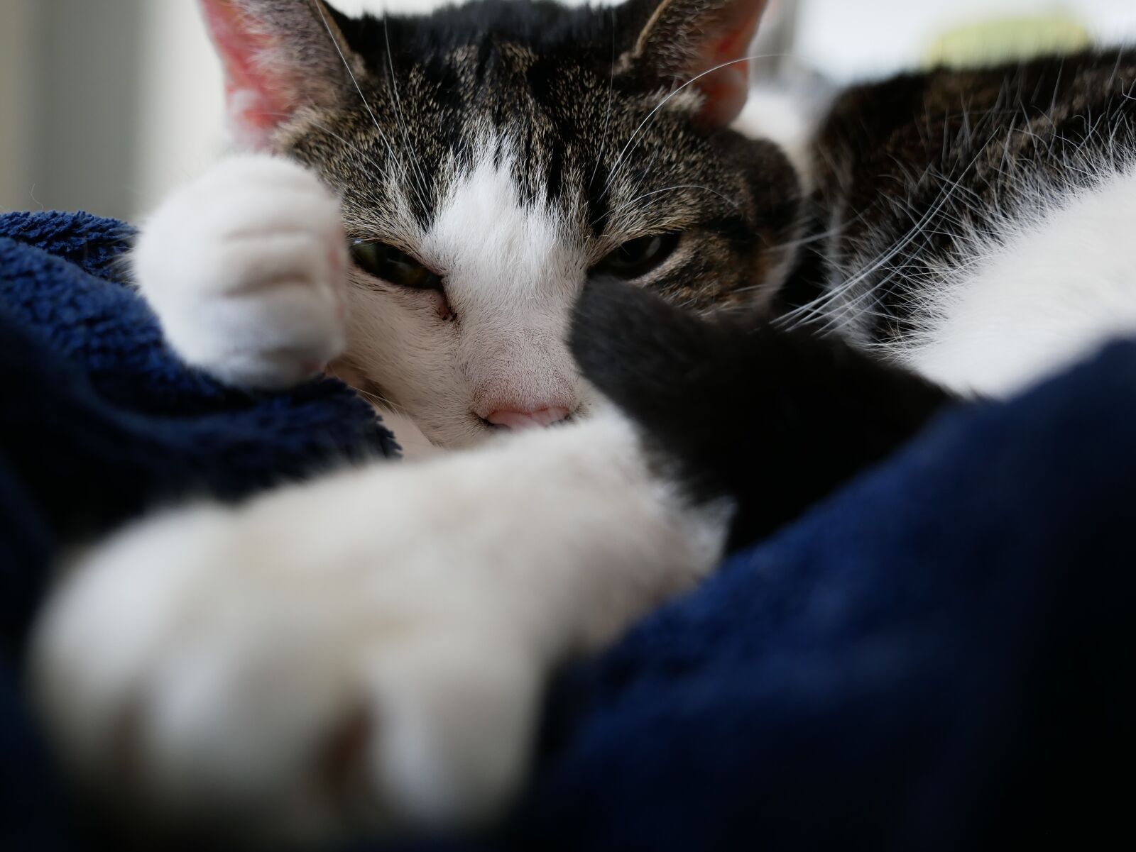 Panasonic Lumix DMC-GX85 (Lumix DMC-GX80 / Lumix DMC-GX7 Mark II) sample photo. Cat, relaxed, sleep photography