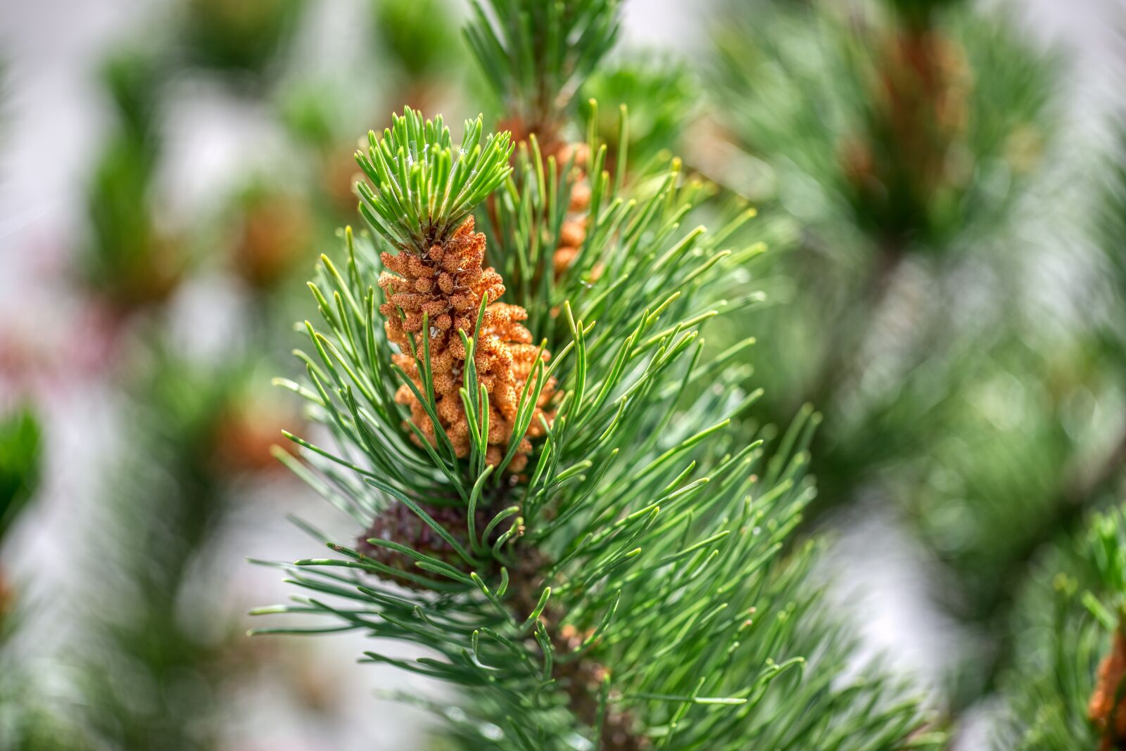 Nikon D750 sample photo. Pine, pinus, blossom photography