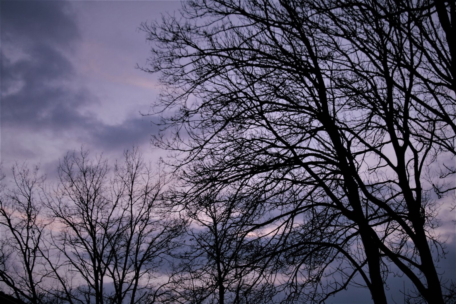 Canon EOS 400D (EOS Digital Rebel XTi / EOS Kiss Digital X) sample photo. Sunset, tree, sun photography