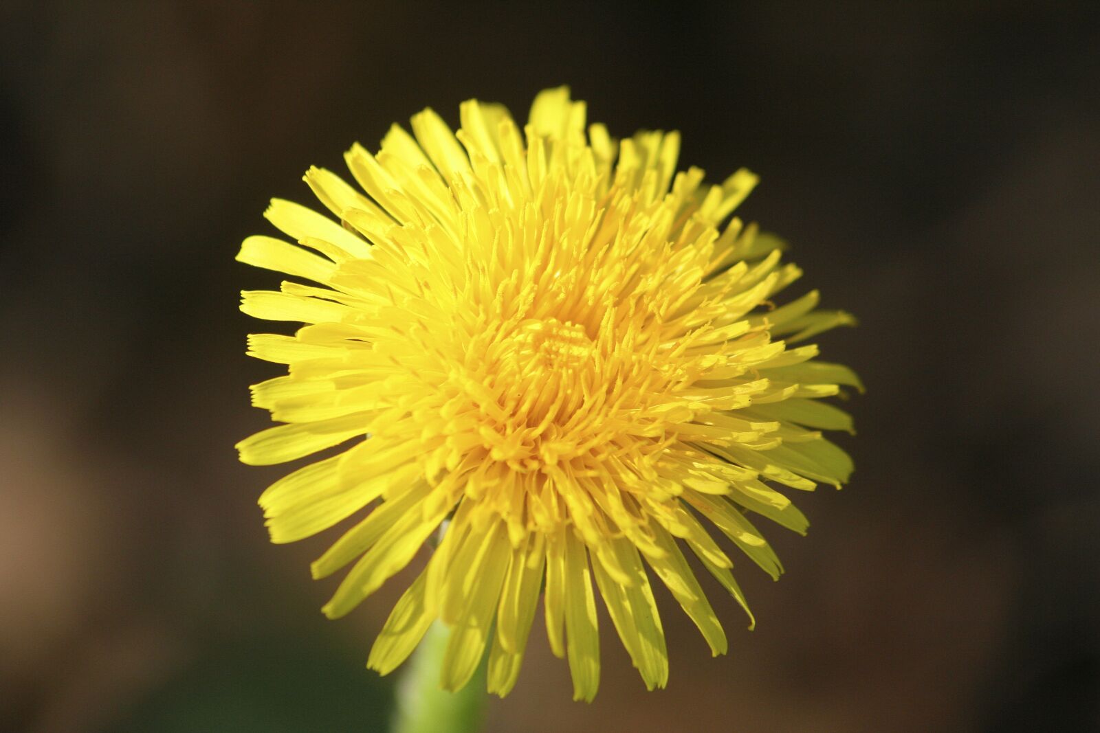 Canon EOS 350D (EOS Digital Rebel XT / EOS Kiss Digital N) sample photo. Lövenzahn, dandelion, meadow photography