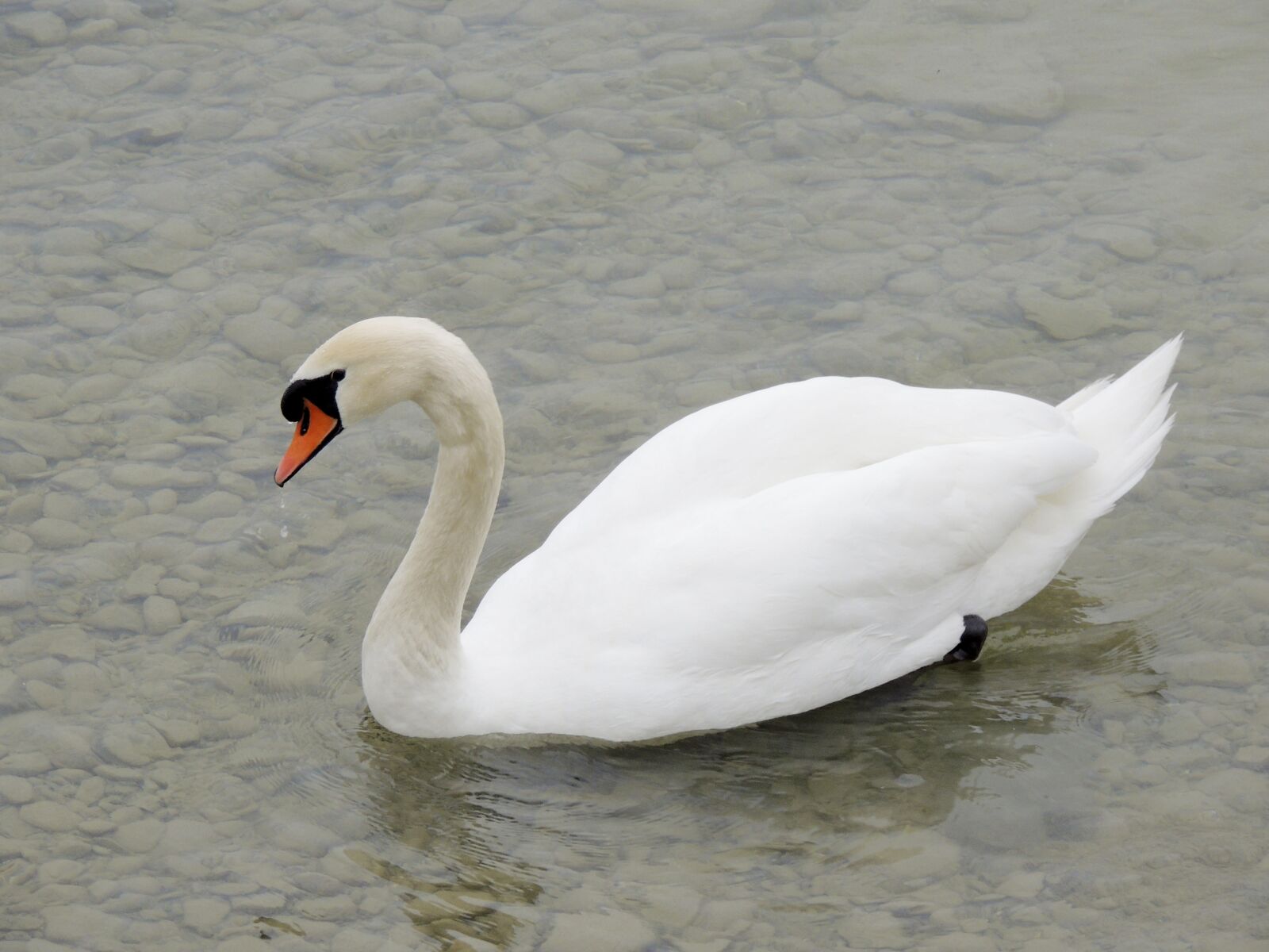 Nikon Coolpix P510 sample photo. Swan, cygnini, animal photography