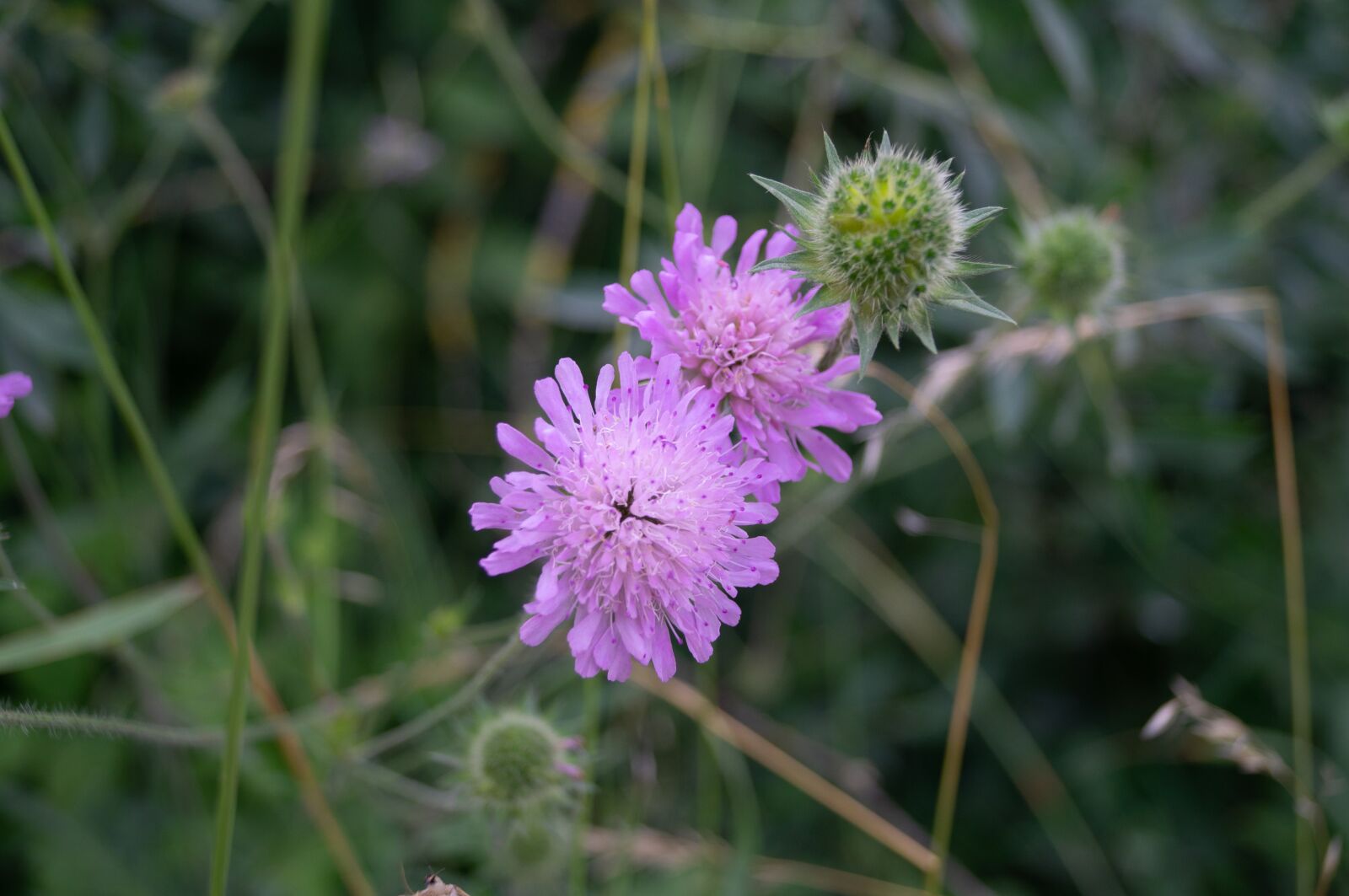 Sony SLT-A37 sample photo. Thistle, flower, pink photography