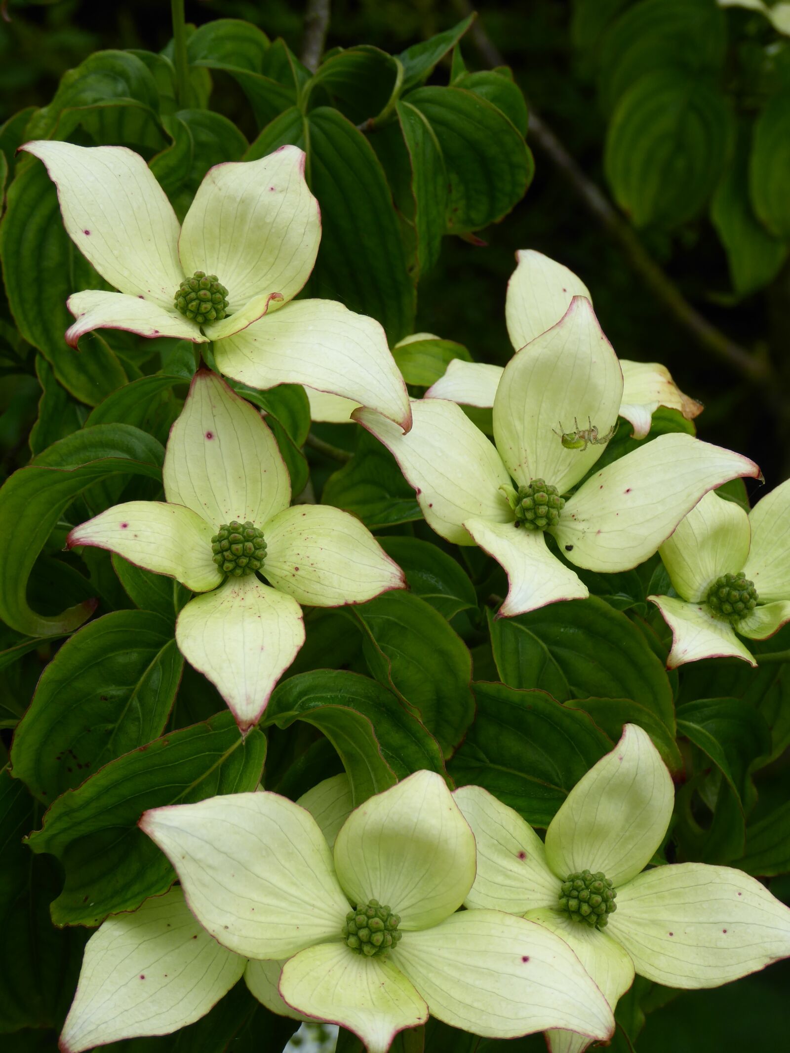 Panasonic Lumix DMC-ZS50 (Lumix DMC-TZ70) sample photo. Dogwood, cornus, tree photography