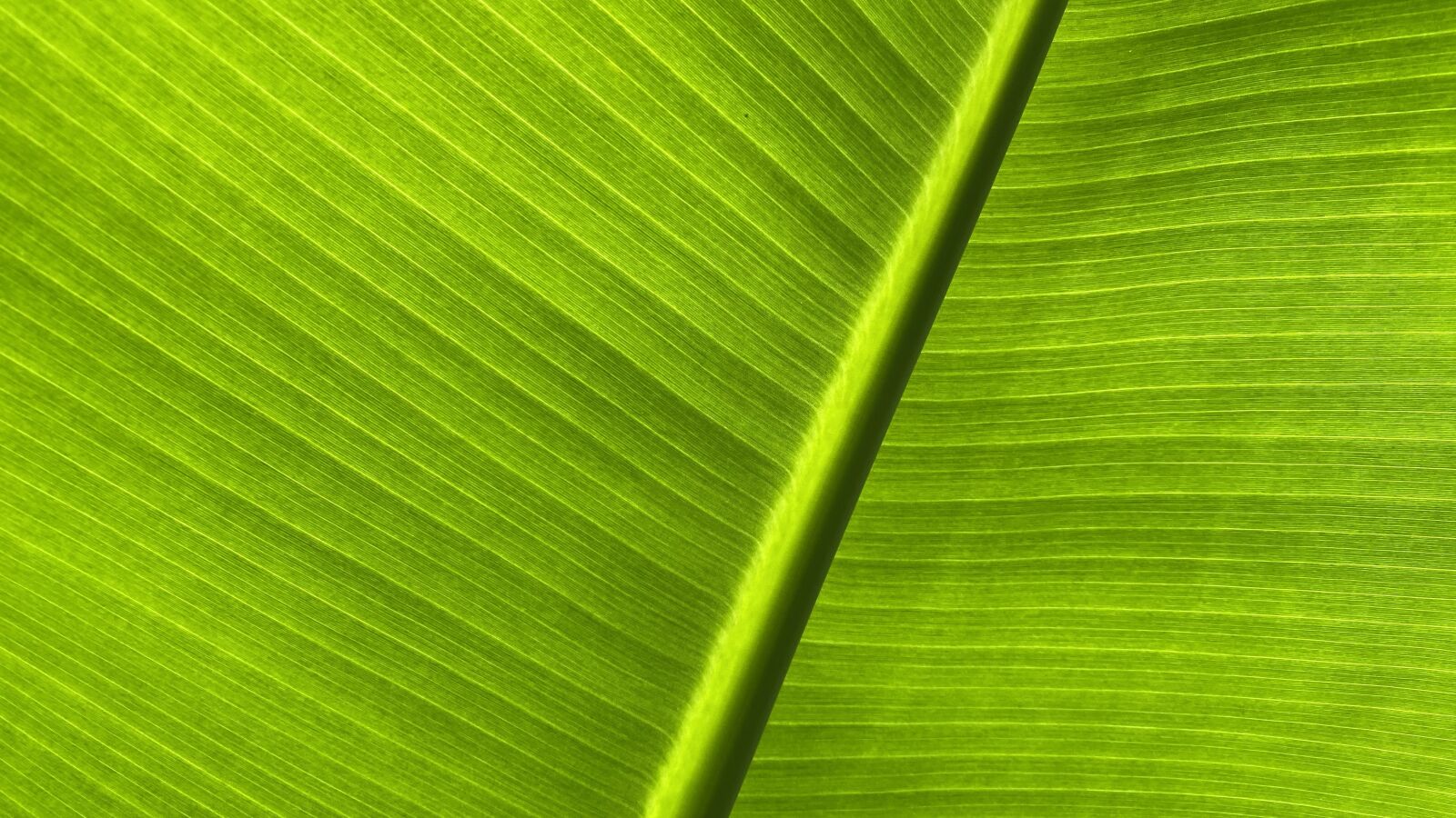 Apple iPhone 11 Pro sample photo. Leaf, banana tree, plant photography