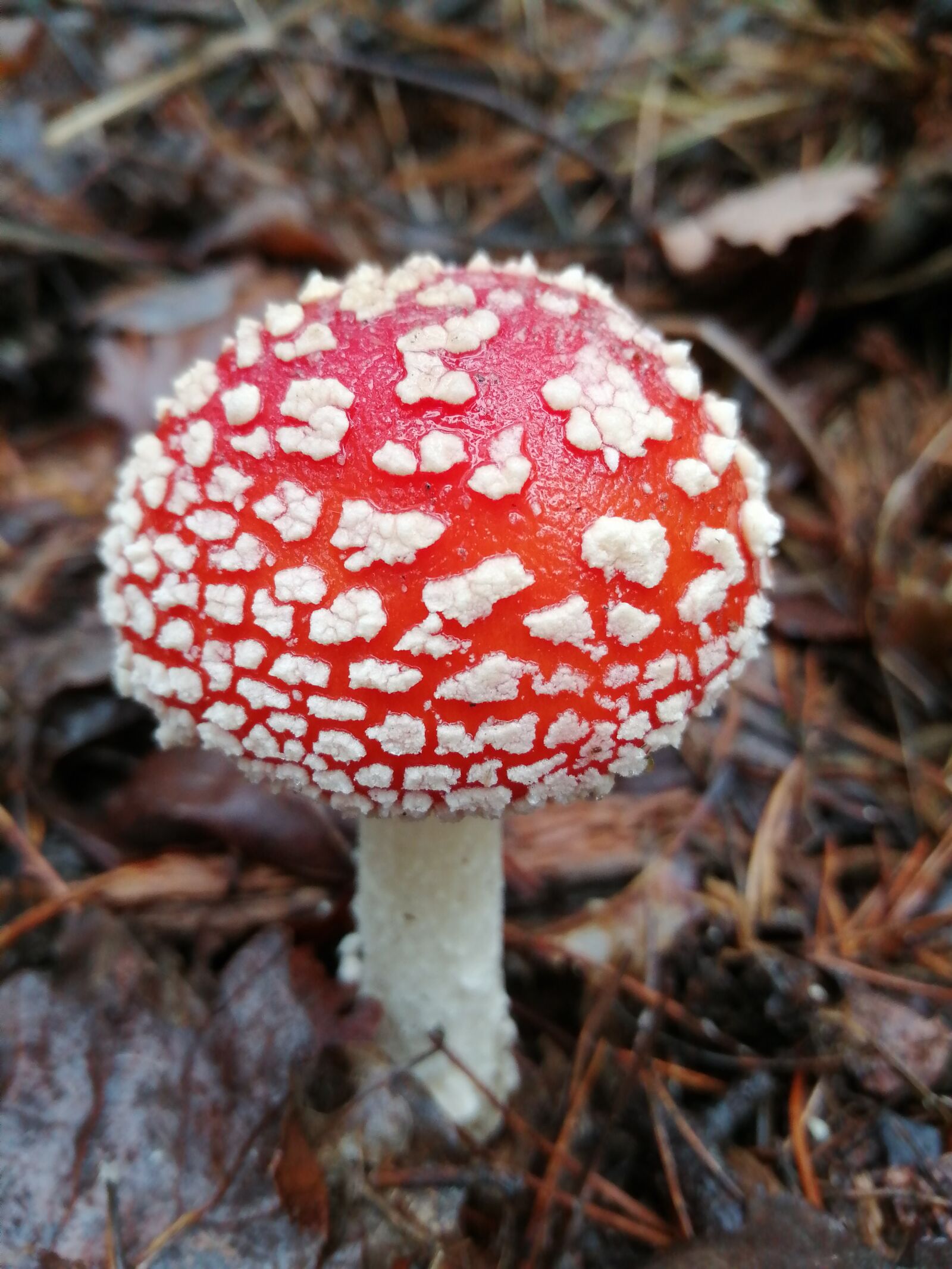 HUAWEI P SMART 2019 sample photo. Fungus, fall, nature photography