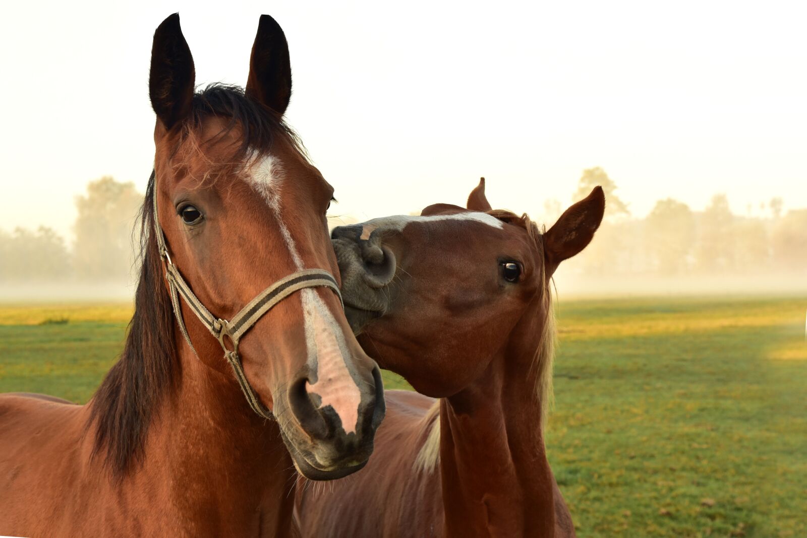 Nikon D750 sample photo. Horses, kiss, play photography