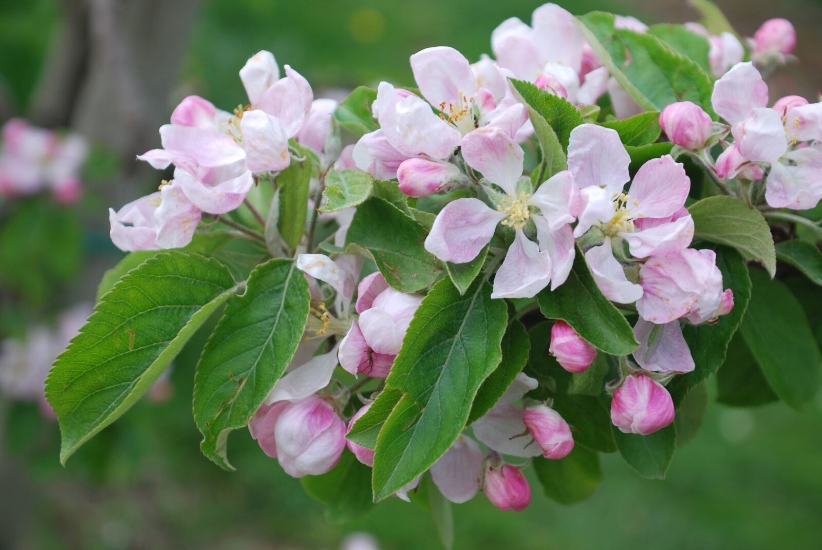 Nikon D60 sample photo. Nature, cherry blossom, lower photography