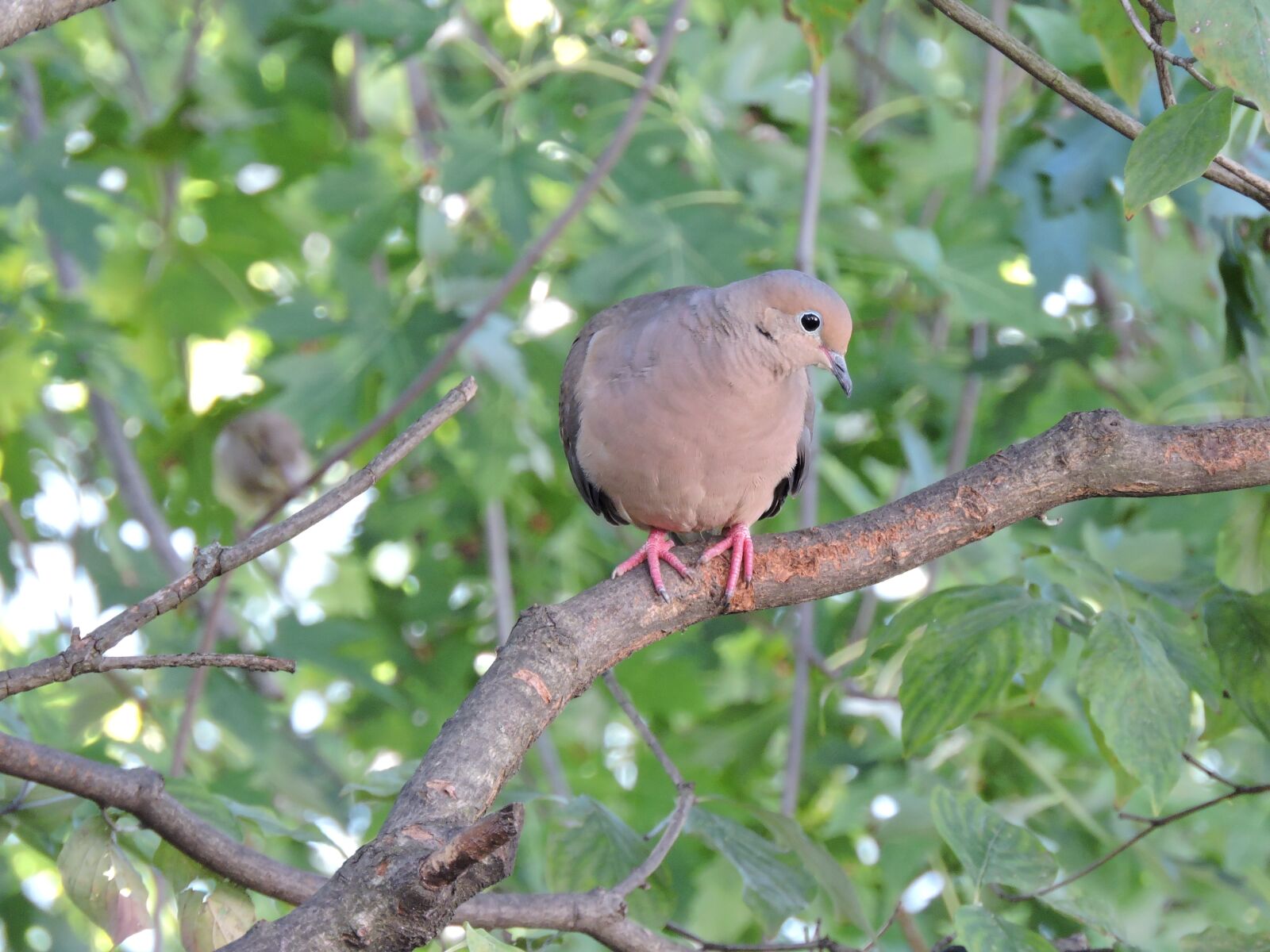 Nikon Coolpix P600 sample photo. Mourning dove, doves, birds photography