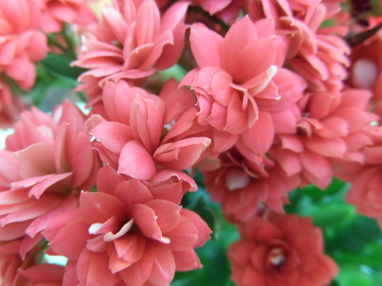 Samsung WB200F/WB201F/WB202F sample photo. Kalanchoe, flower, plant photography