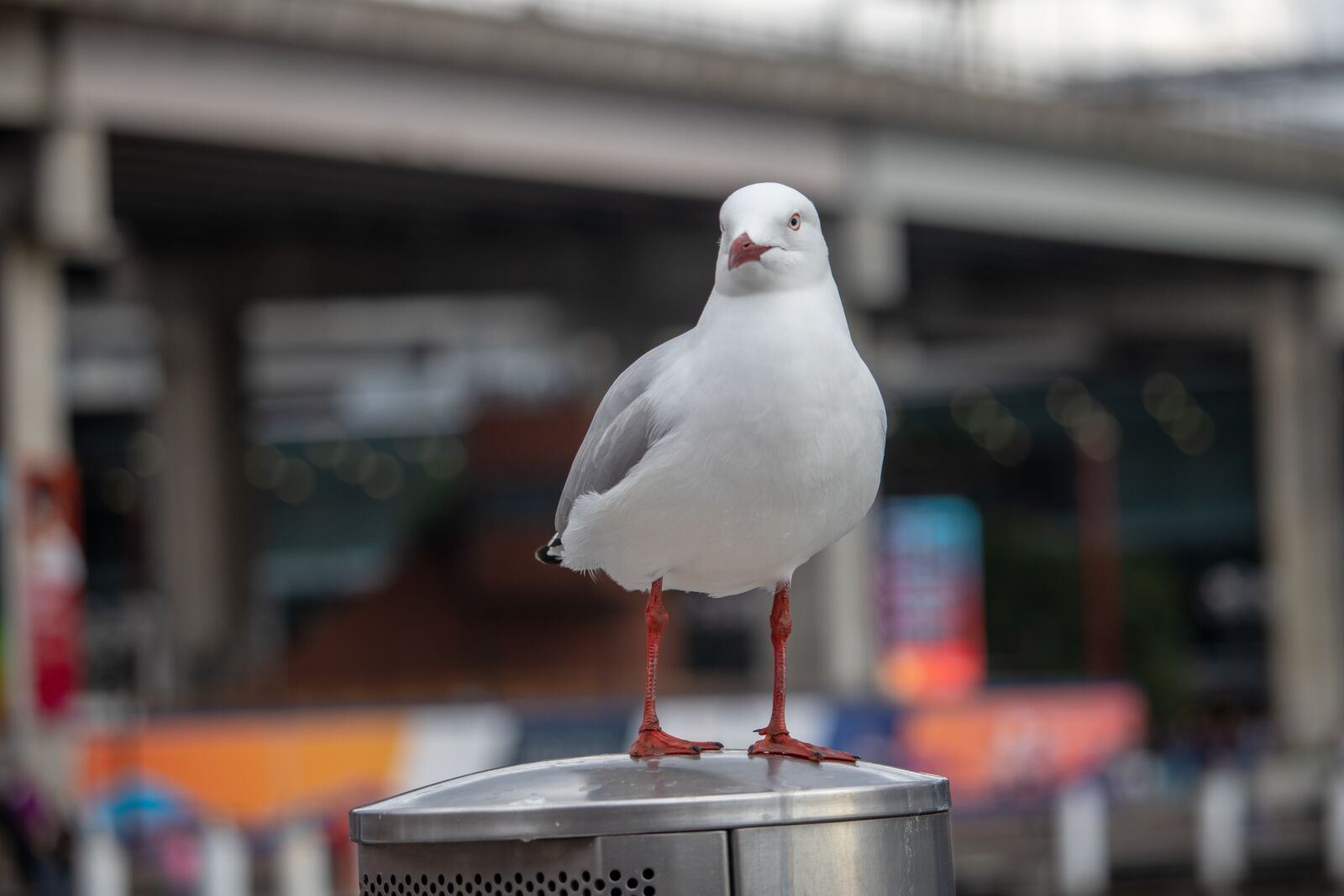 Canon EOS 200D (EOS Rebel SL2 / EOS Kiss X9) sample photo. Seagull, wild, bird photography