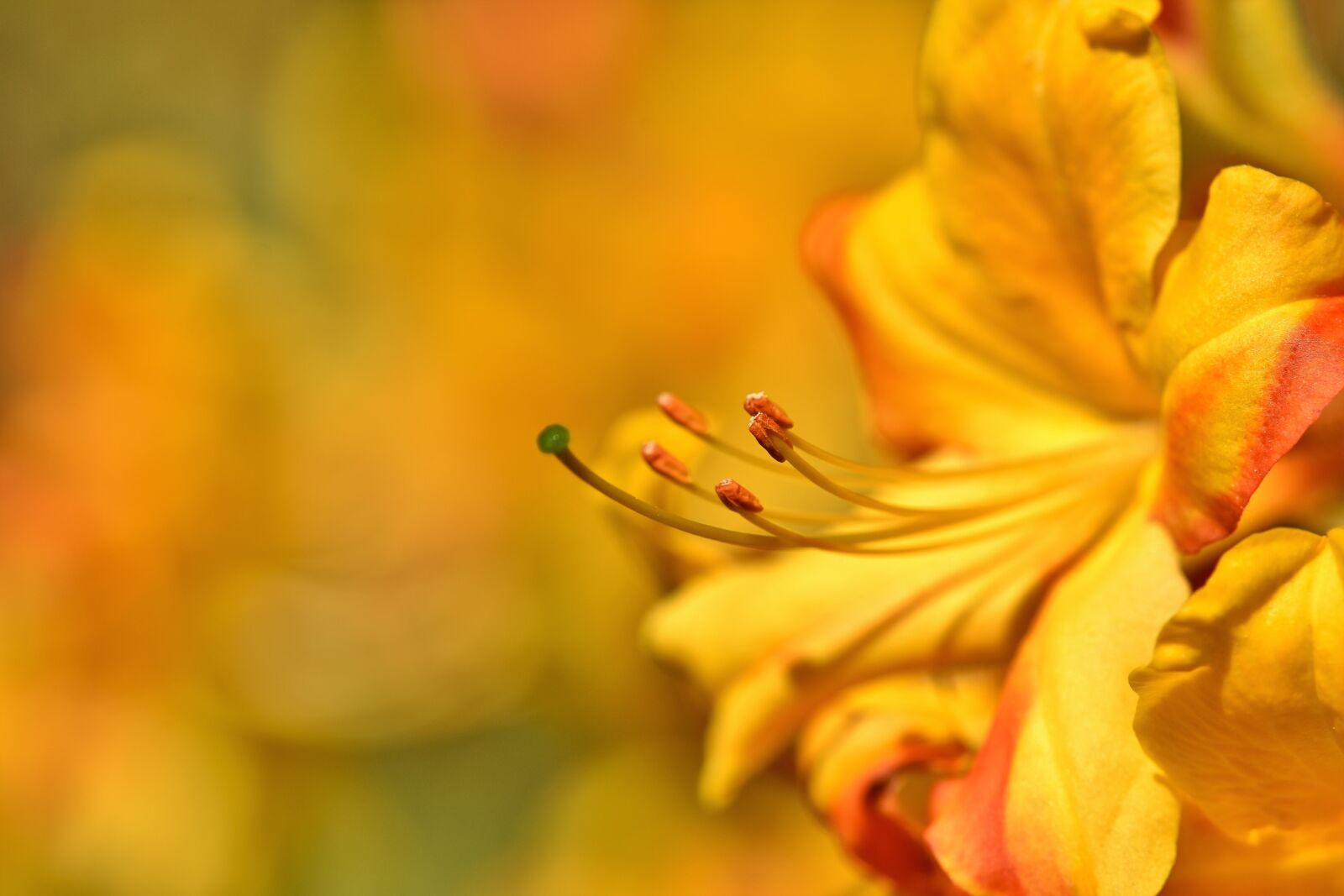 Nikon D7200 sample photo. Rhododendron, rhododendron buds, rhododendron photography