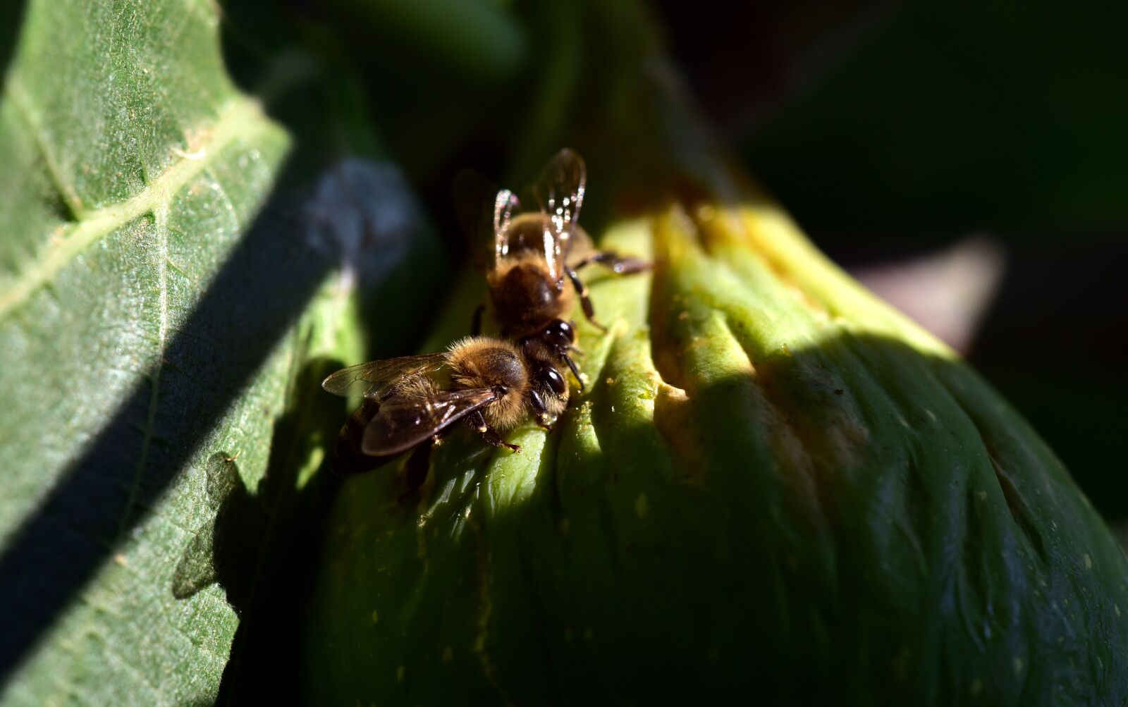 Nikon D750 sample photo. Bees, food, fig photography