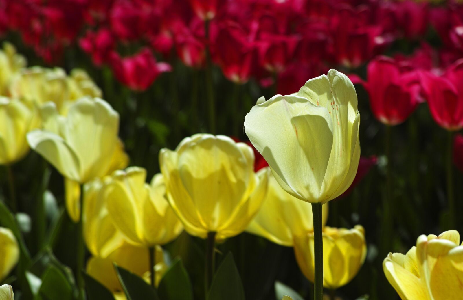 Sigma DP3 Merrill sample photo. Tulips, flower, tulip festival photography