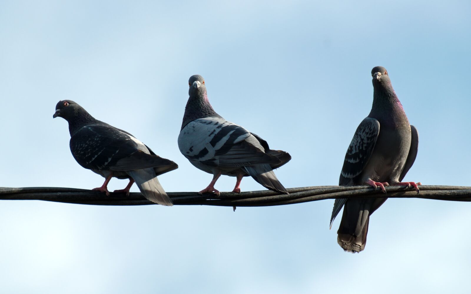 Nikon D5300 sample photo. Birds, pigeons, plumage photography