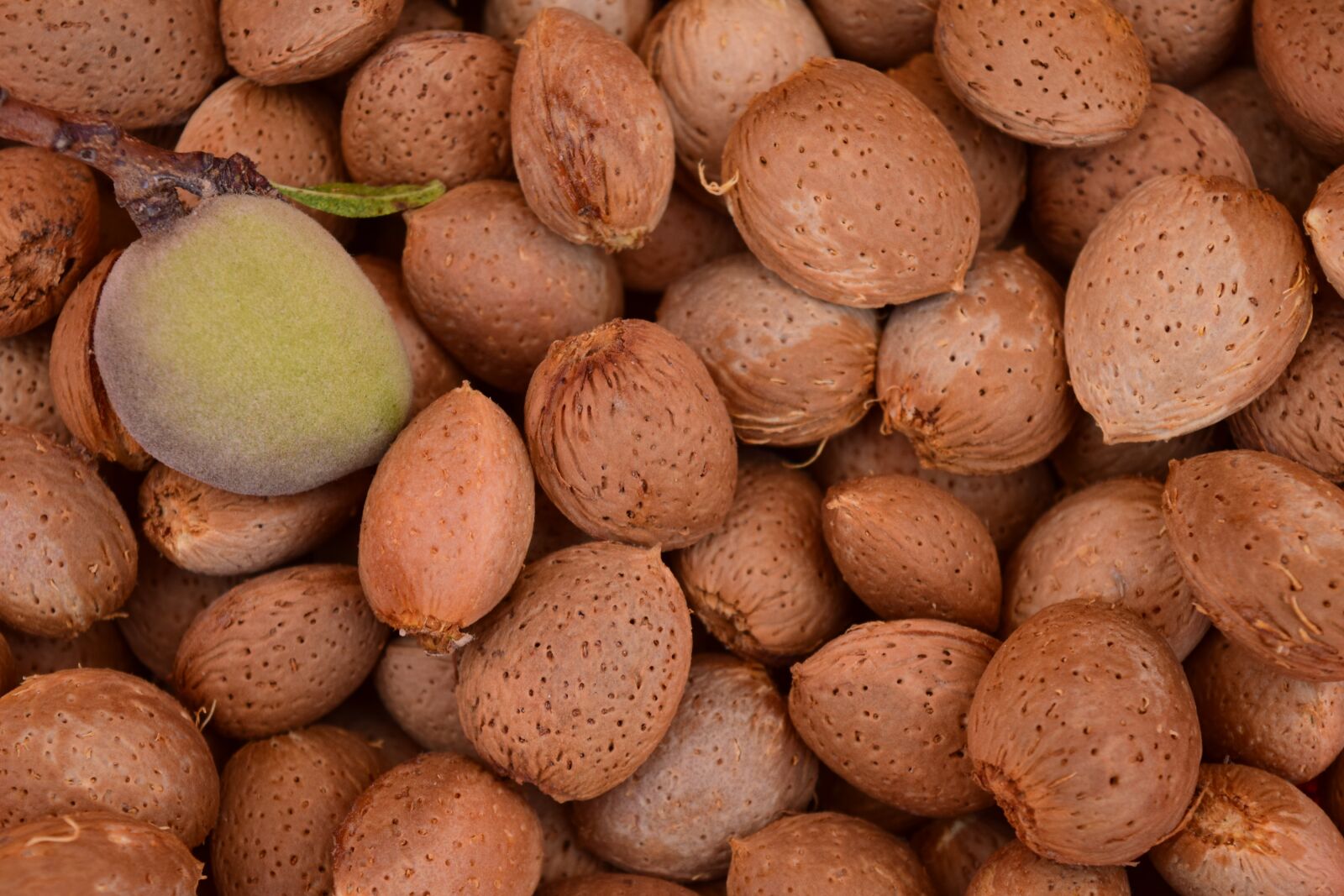 Nikon D3300 sample photo. Almonds, background, fresh photography