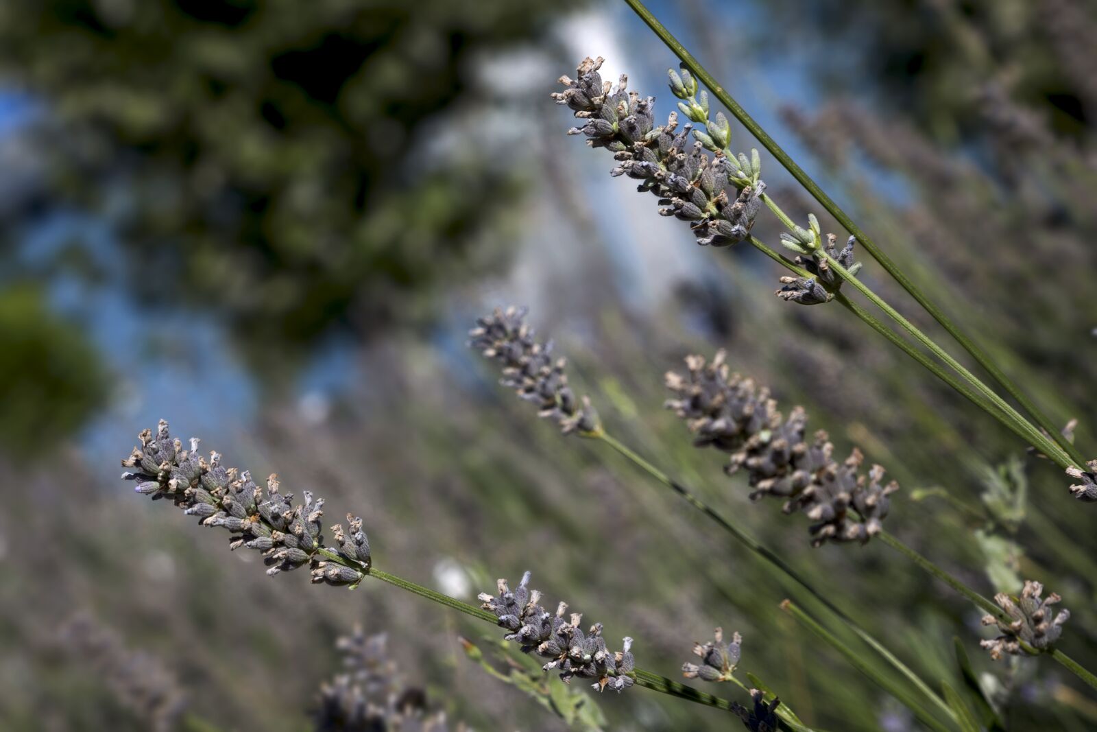 Canon EOS 6D sample photo. Lavender, flowers, purple photography